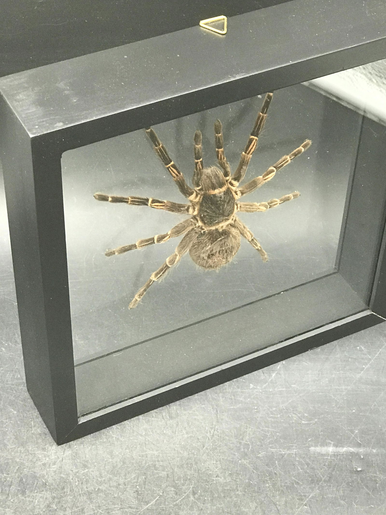Spider, Natural, Decor, Collectible, Arachnid (1 of 5)