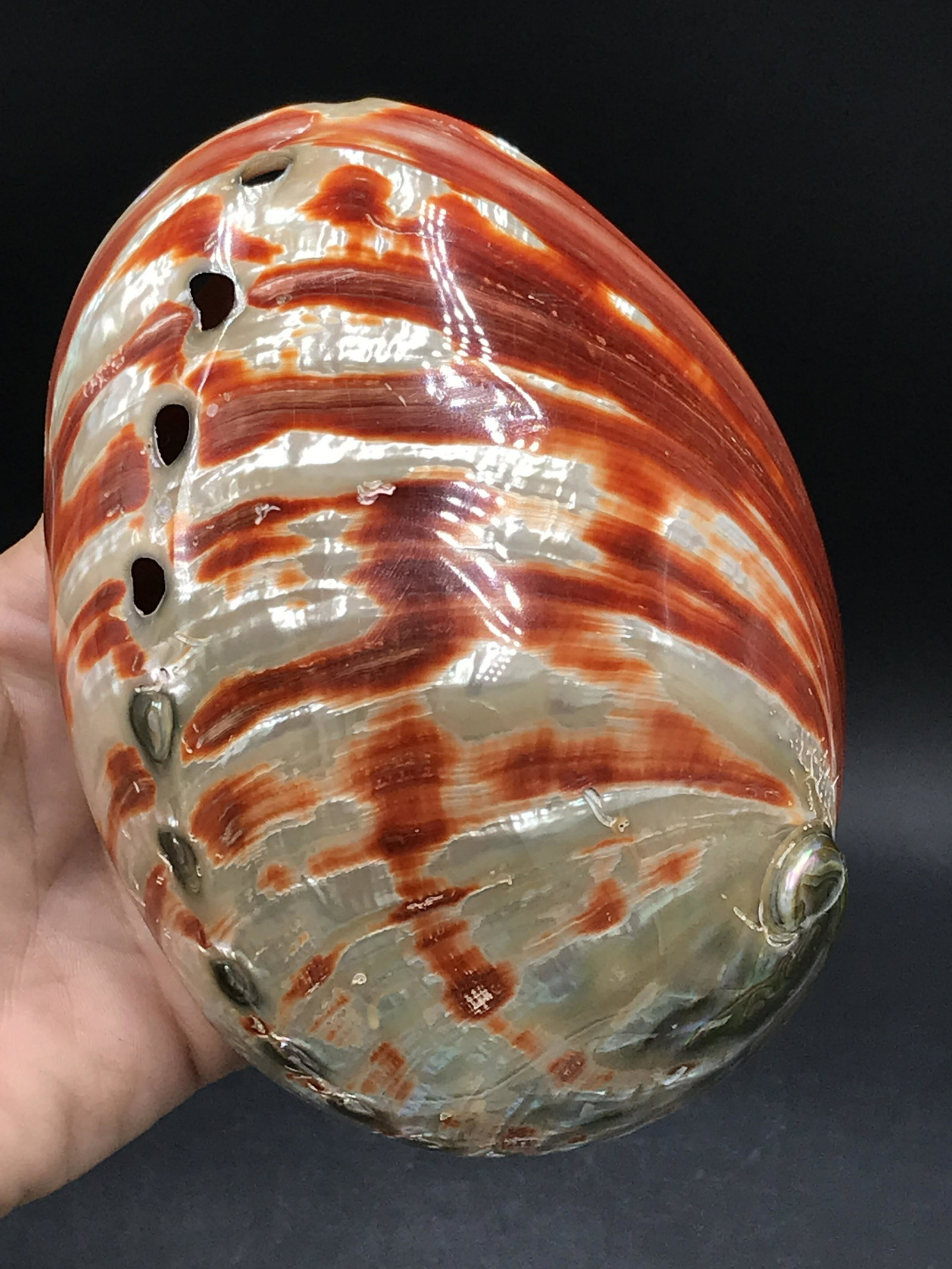 Seashell, Ocean, Beach, Natural, Decor, Collectible, Specimen (1 of 4)