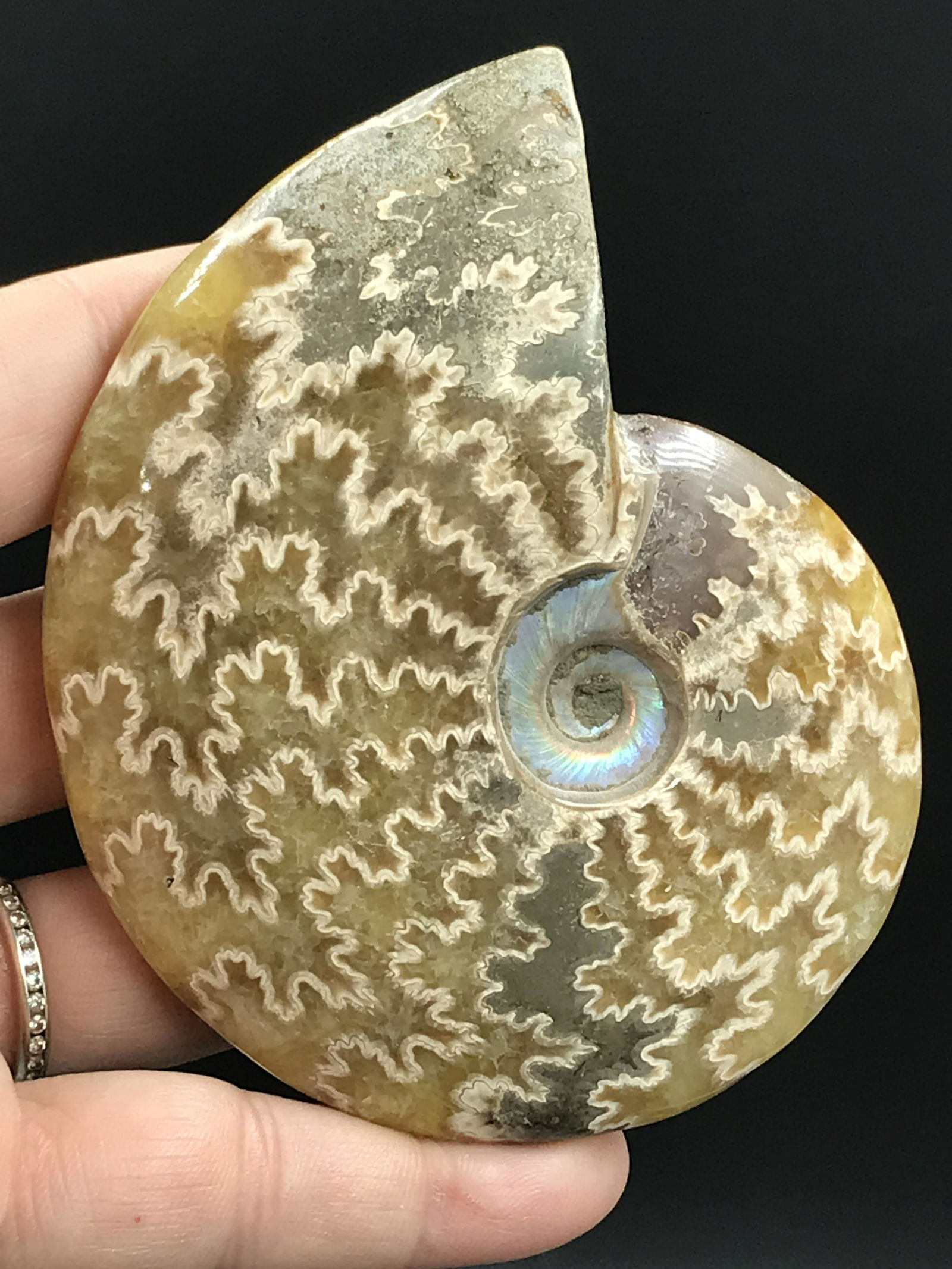 Ammonite, Fossil, Rock, Natural, Collectible, Specimen, Polished: Fossil Ammonite (Polished) Madagascar