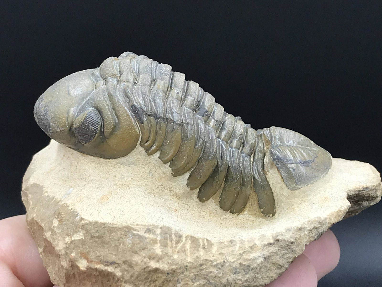 Trilobite, Fossil, Rock, Natural, Collectible, Specimen (1 of 5)