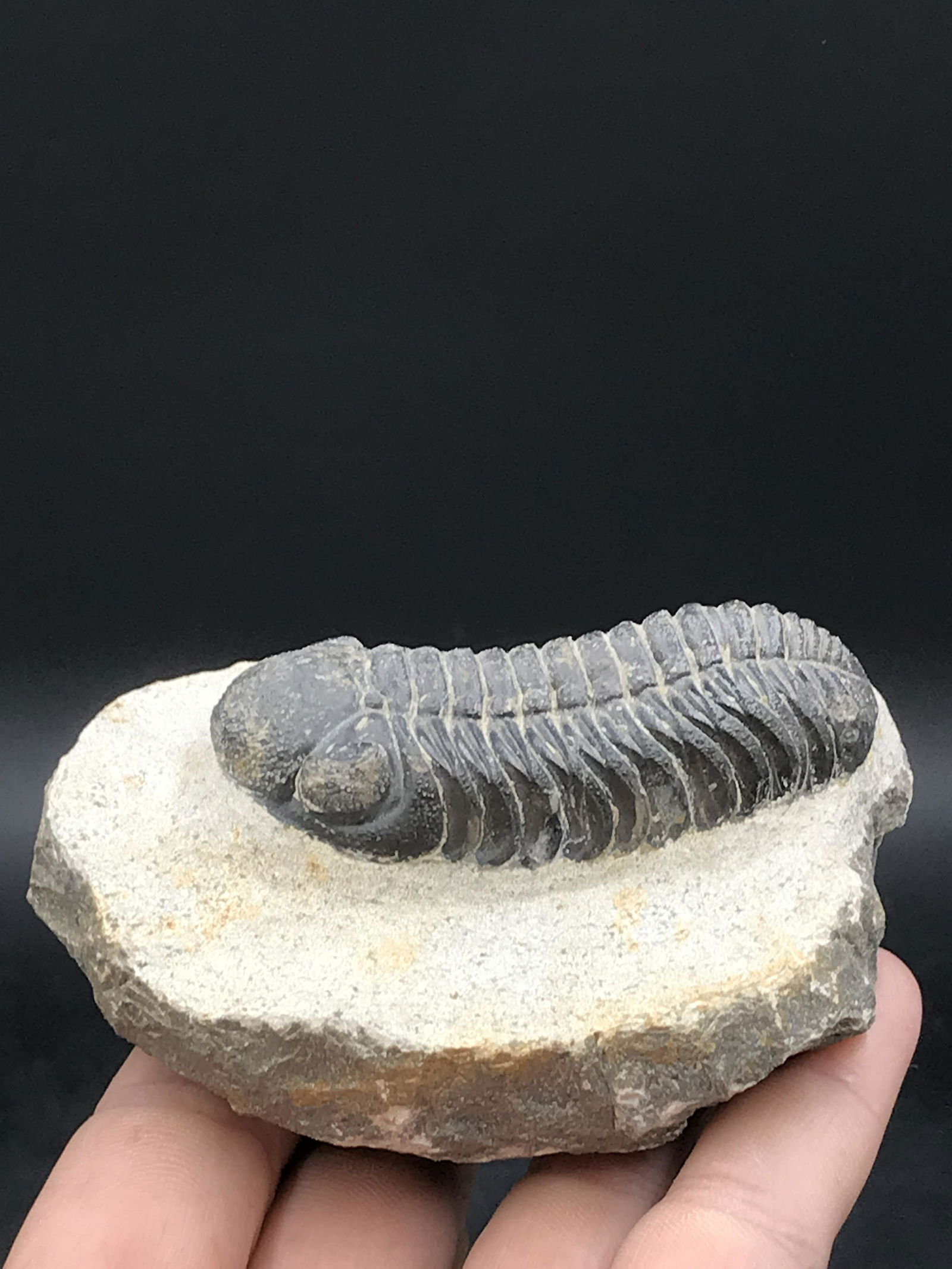 Trilobite, Fossil, Rock, Natural, Collectible, Specimen (1 of 5)