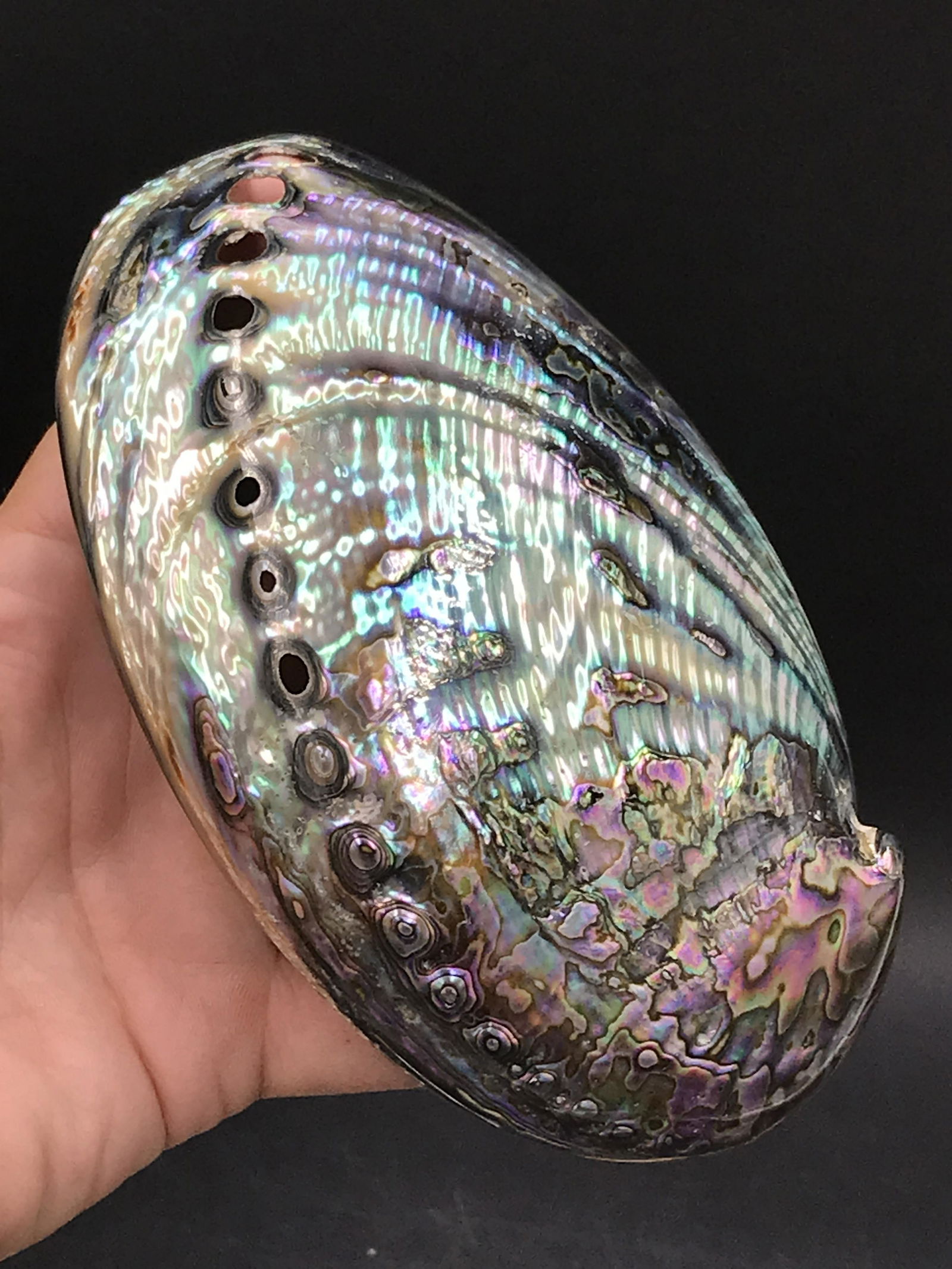 Seashell, Ocean, Beach, Natural, Decor, Collectible, Specimen (1 of 4)