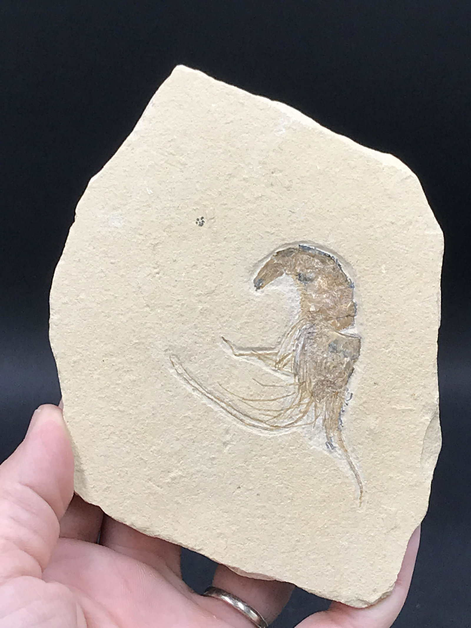 Shrimp, Fossil, Rock, Natural, Decor, Collectible, Specimen (1 of 5)