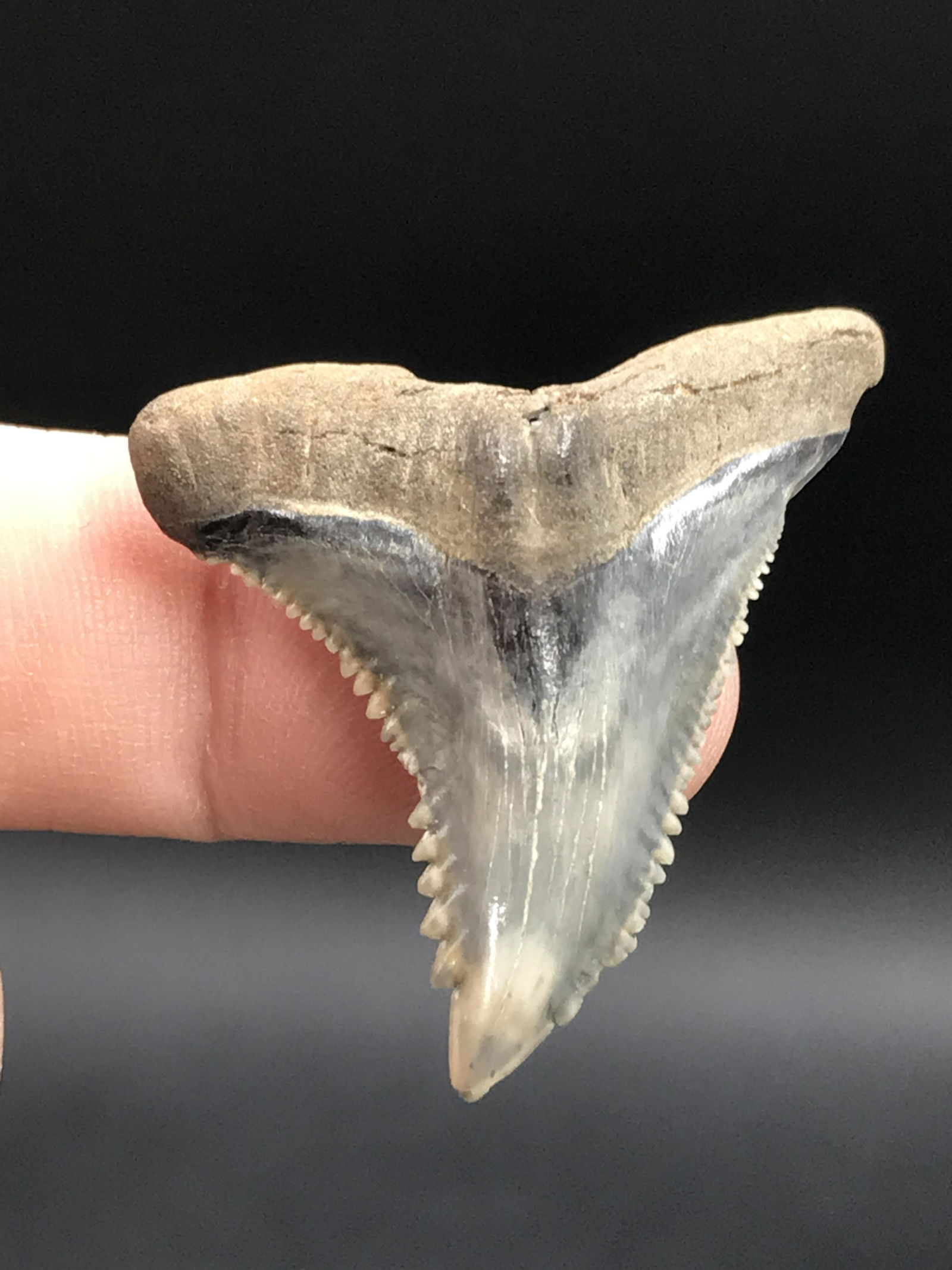Shark, Fossil, Natural, Collectible, Specimen, Tooth: Fossil Shark Tooth Hemipristis 1.5"