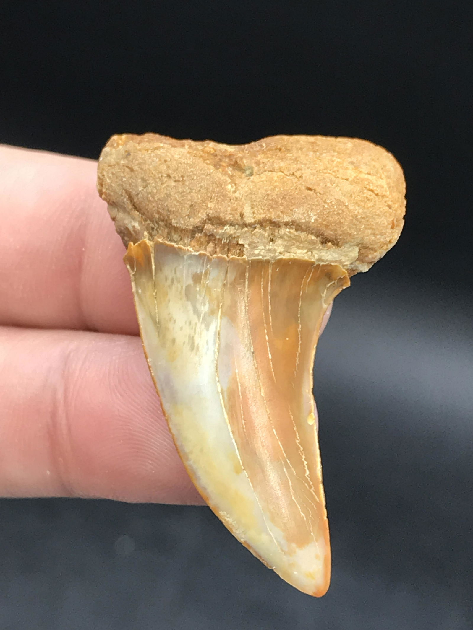 Shark, Fossil, Natural, Collectible, Specimen, Tooth: Fossil Shark Tooth Hook-Tooth Mako California 1.7"