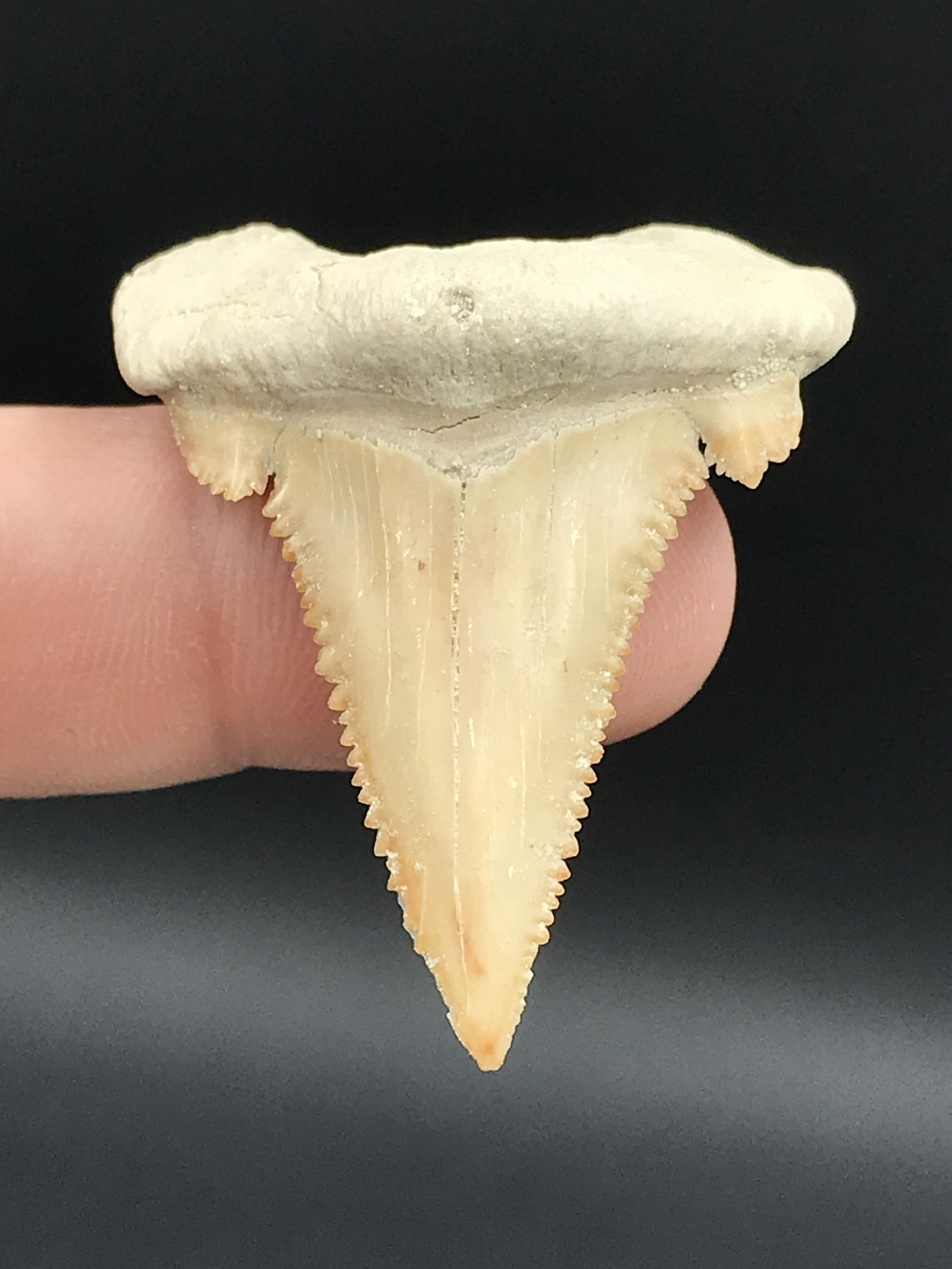 Shark, Fossil, Natural, Collectible, Specimen, Tooth: Fossil Shark Tooth Paleocarcharadon Pygmy Great White 1.6"