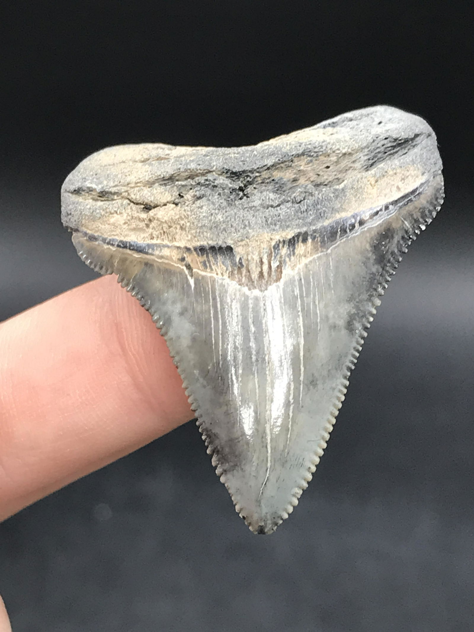 Shark, Fossil, Natural, Collectible, Specimen, Tooth: Fossil Shark Tooth Angustidens 1.7"