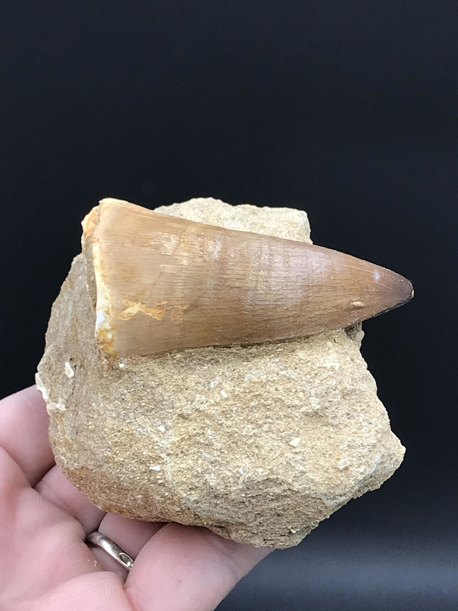 Reptile, Fossil, Natural, Collectible, Specimen, Tooth: Fossil Tooth Mosasaur in Matrix Morocco 7.5oz