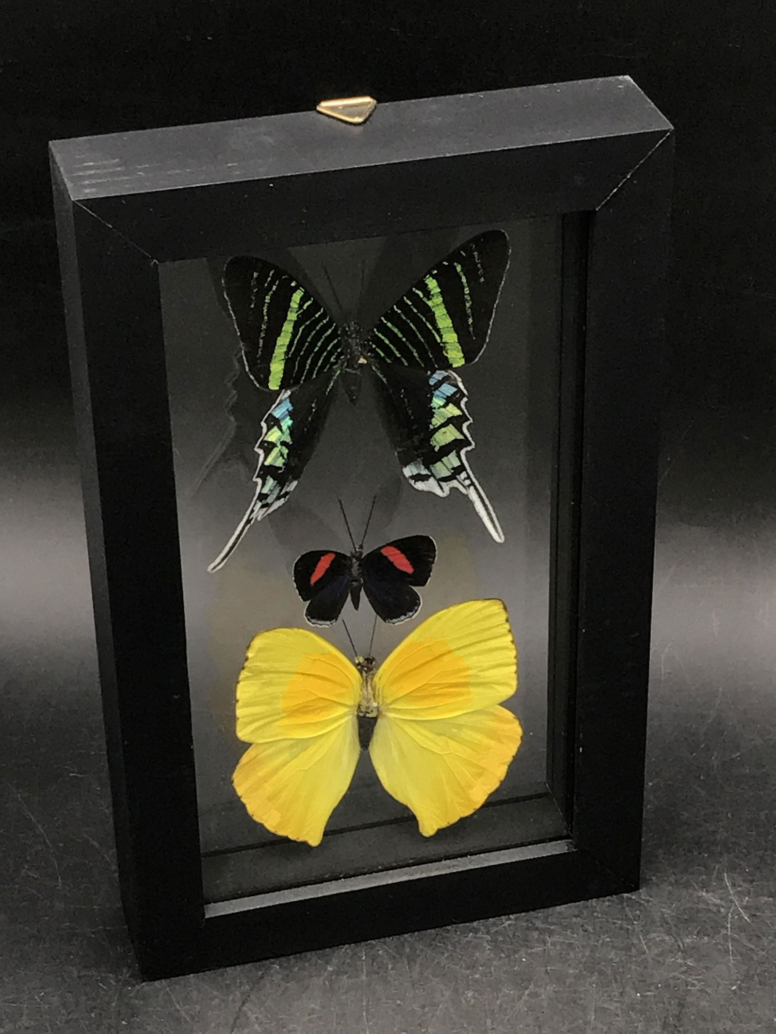 Butterfly, Natural, Decor, Collectible, Insect (1 of 4)