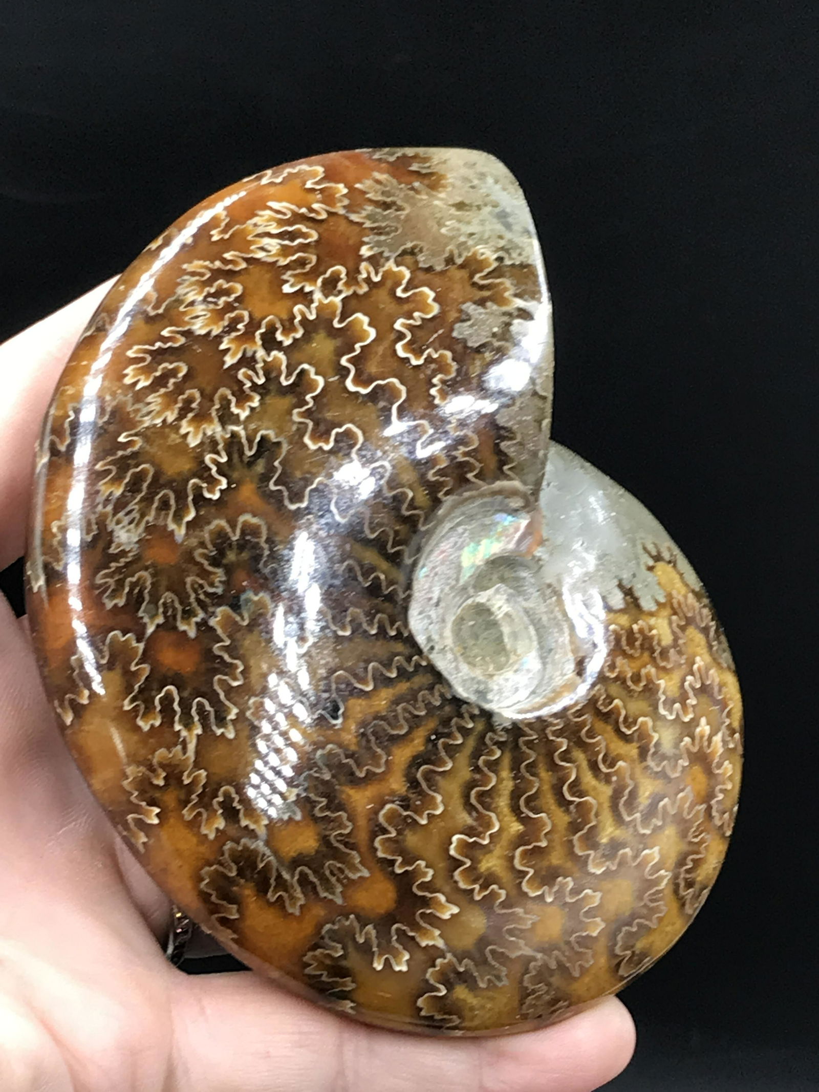 Ammonite, Fossil, Rock, Natural, Collectible, Specimen, Polished: Fossil Ammonite Polished Madagascar 4.5"