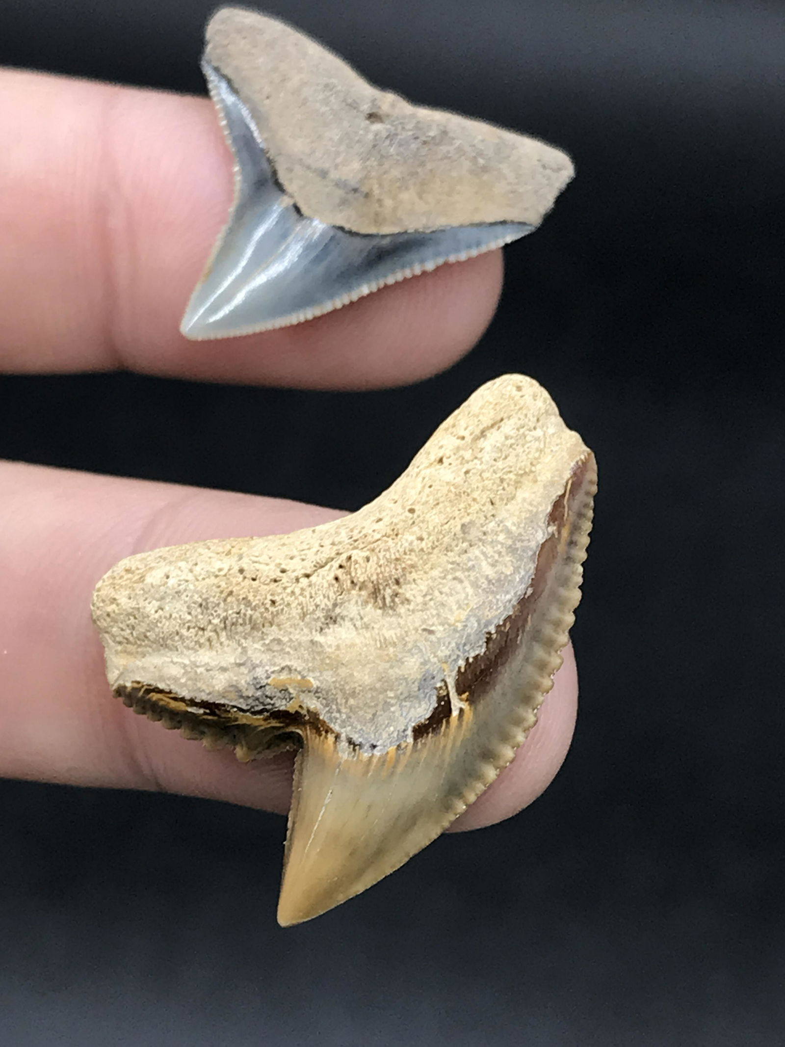 Shark, Fossil, Natural, Collectible, Specimen, Tooth: 2 Fossil Shark Tooth Tiger Shark Bull Shark 2 M.Y.O.