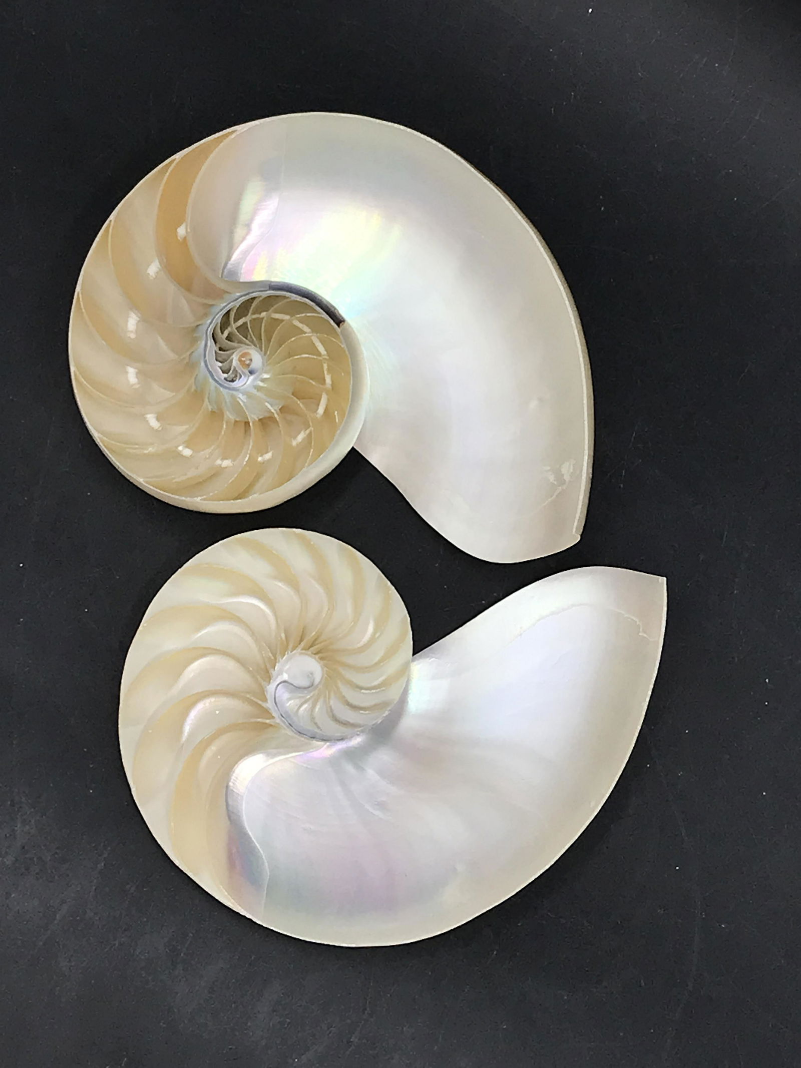 Seashell, Ocean, Beach, Natural, Decor, Collectible, Specimen (1 of 4)