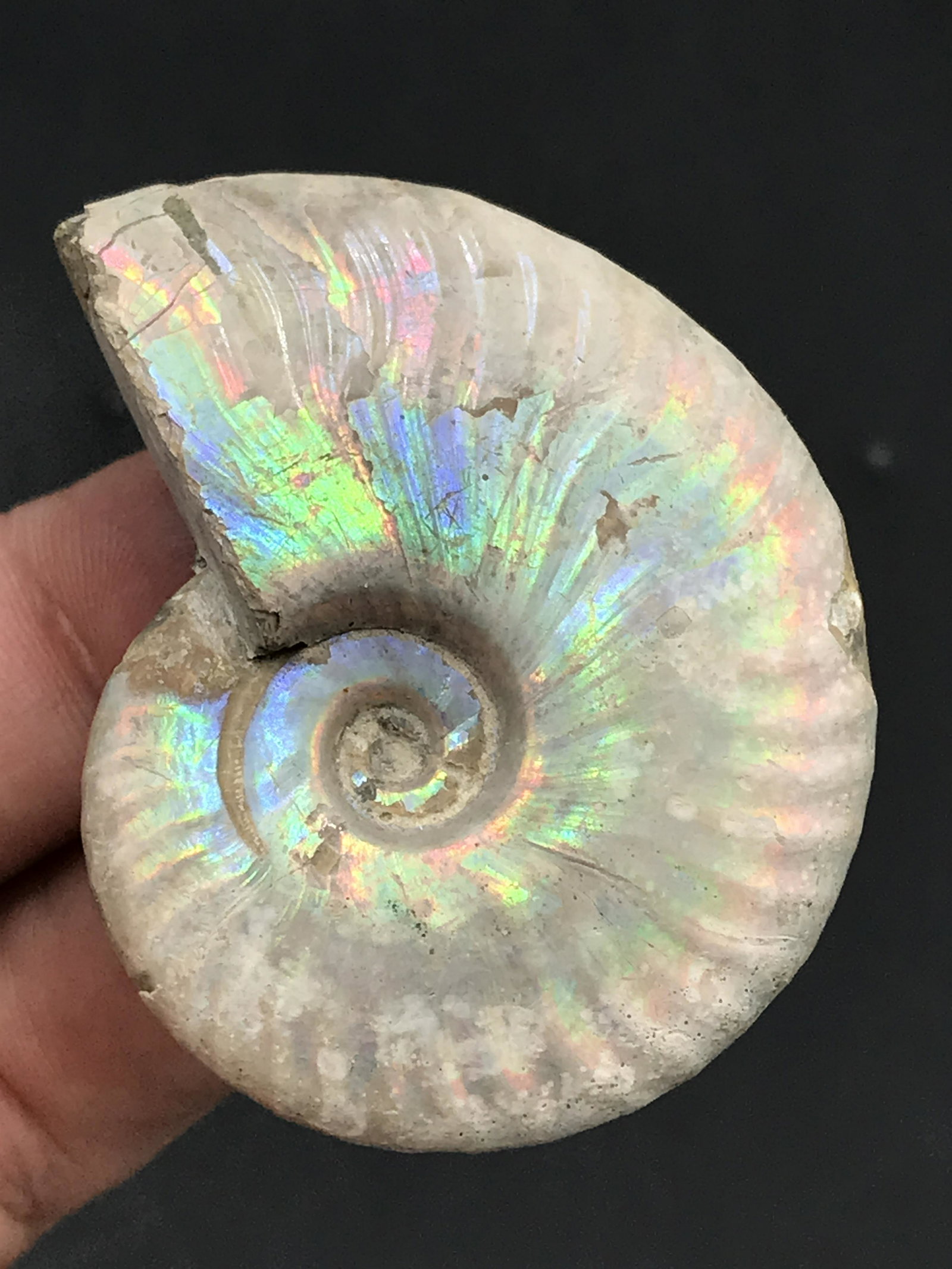 Ammonite, Fossil, Rock, Natural, Collectible, Specimen, Opalized (1 of 4)