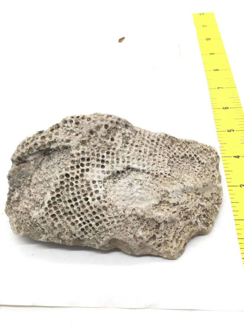 Fossil coral: Fossil coral