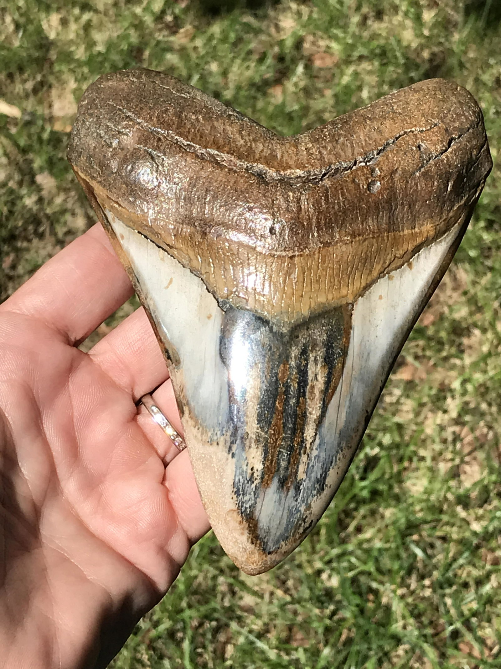 Shark, Fossil, Natural, Collectible, Specimen, Tooth, Megalodon: Fossil Shark Tooth Megalodon (Polished) South Carolina 5.3"