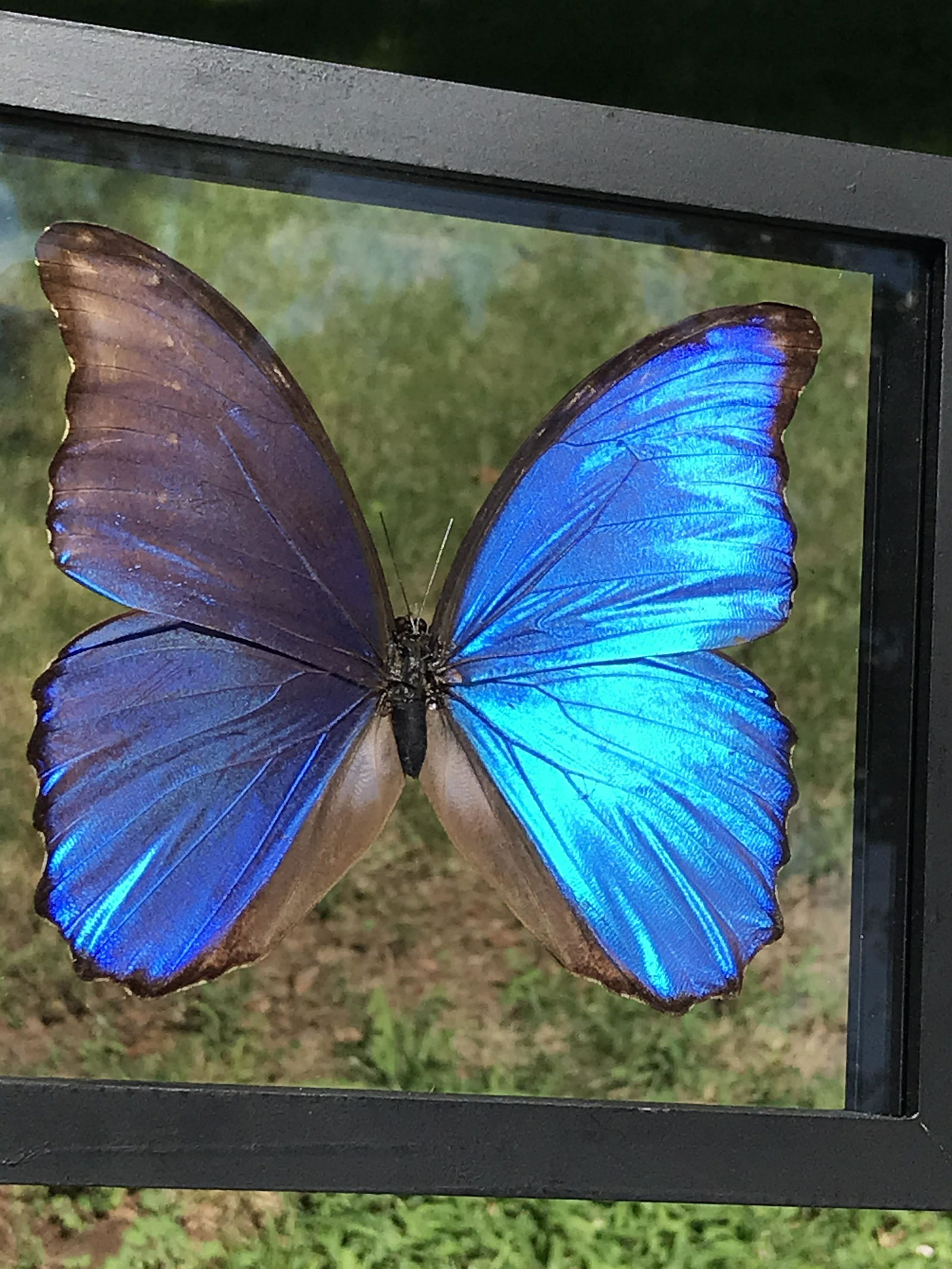 Butterfly, Natural, Decor, Collectible, Insect (1 of 4)