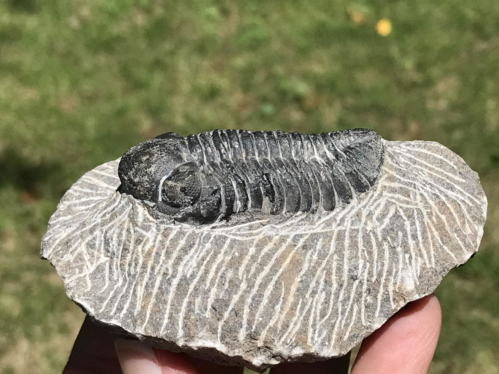 Trilobite, Fossil, Rock, Natural, Collectible, Specimen (1 of 4)