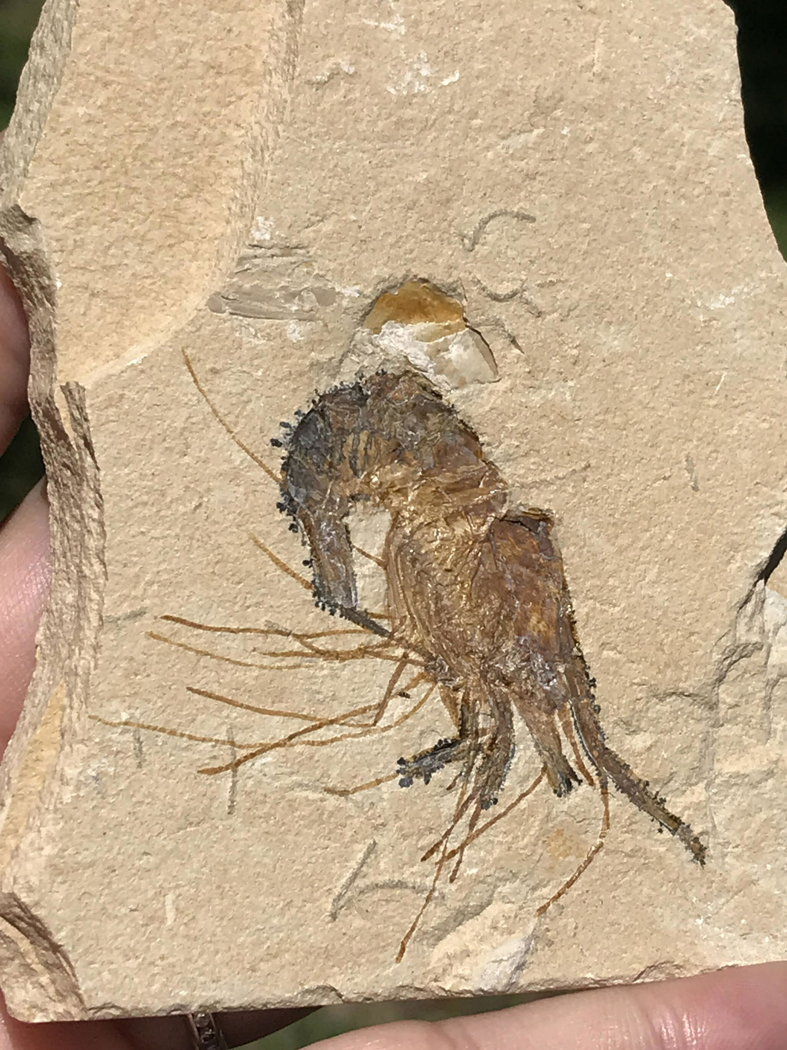 Shrimp, Fossil, Rock, Natural, Decor, Collectible, Specimen (1 of 4)