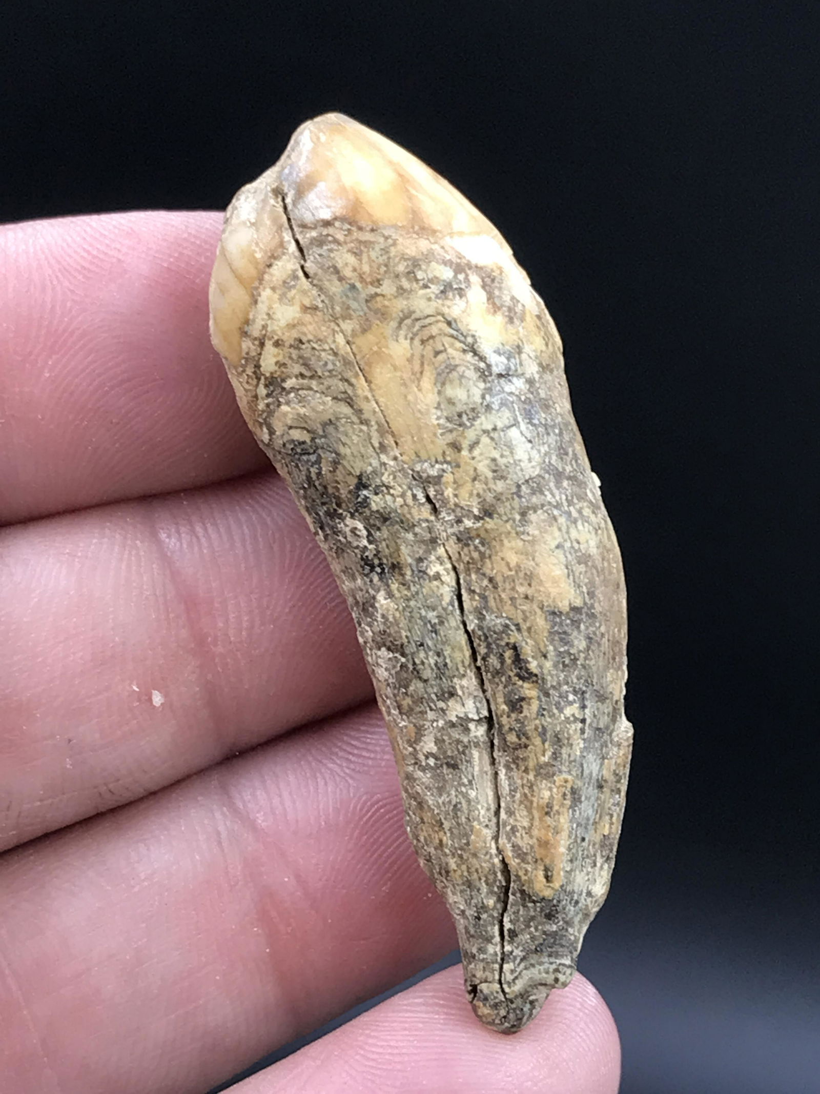 Cave Bear, Fossil, Natural, Collectible, Specimen, Tooth: Fossil Cave Bear Tooth Ursus spelaeus 1.9"