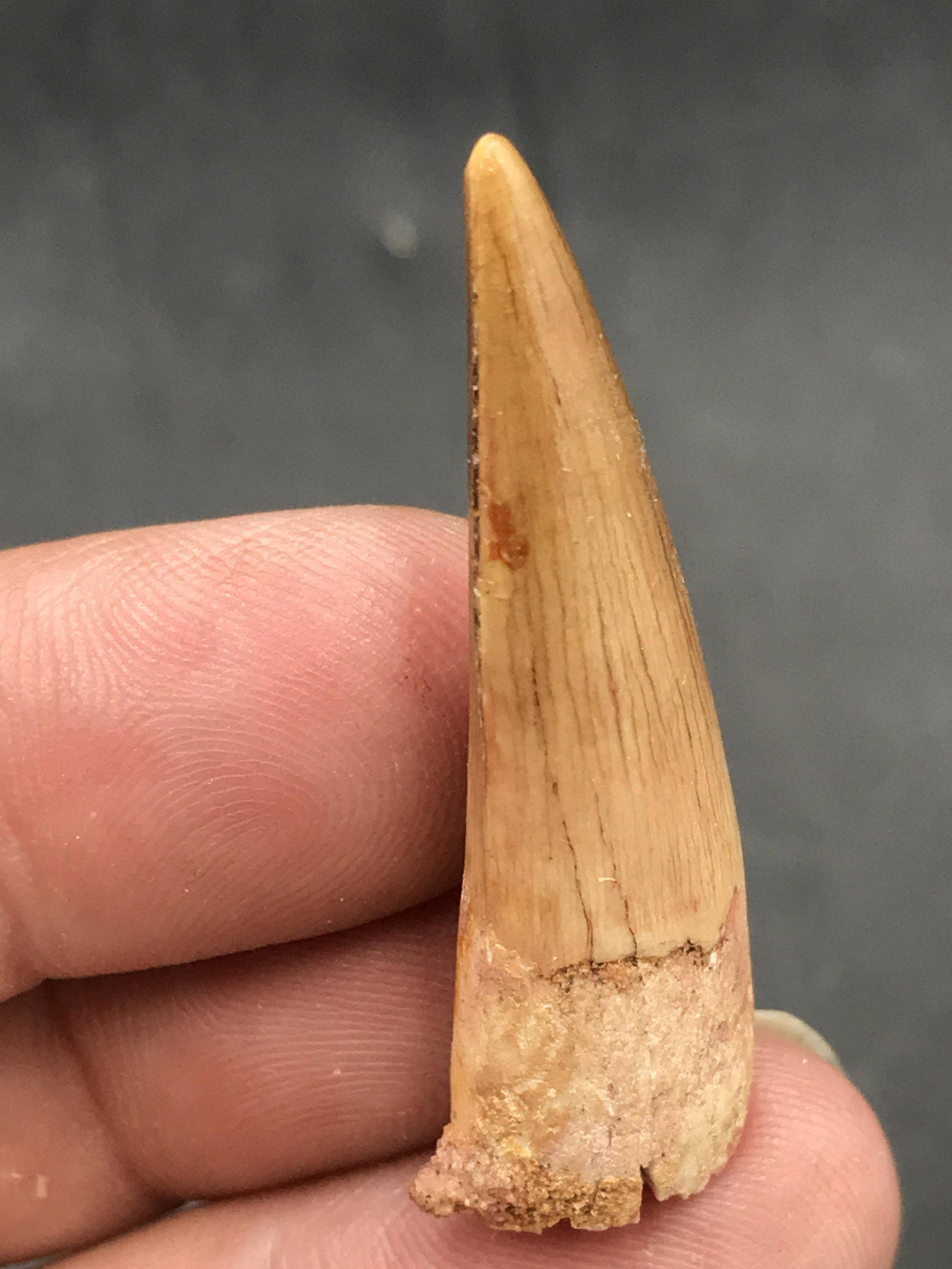 Dinosaur, Fossil, Natural, Collectible, Specimen, Tooth: Fossil Dinosaur Tooth Spinosaur Morocco 1.5"