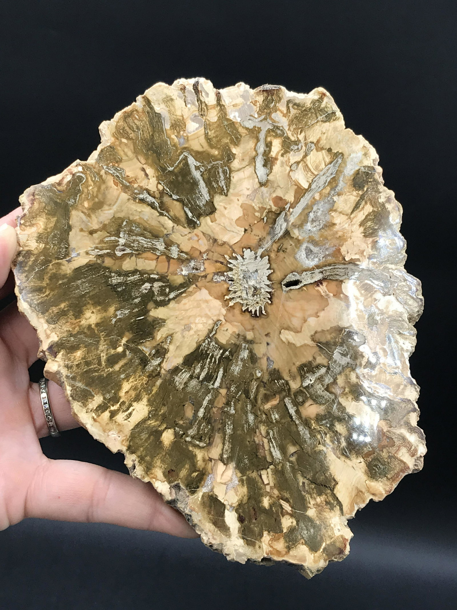 Petrified Wood, Fossil, Rock, Natural, Decor, Collectible, Slab (1 of 4)