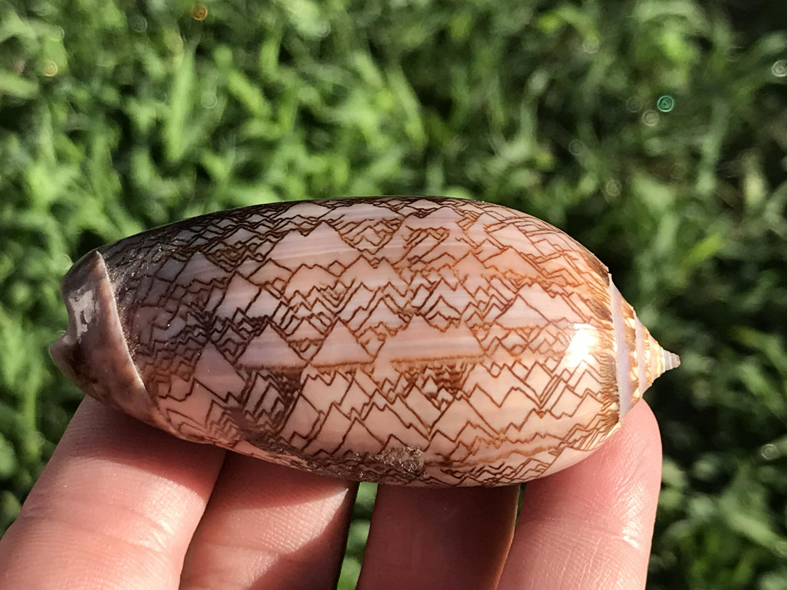 Seashell, Ocean, Beach, Natural, Decor, Collectible, Specimen: Fluorescent Olive Tent Shell