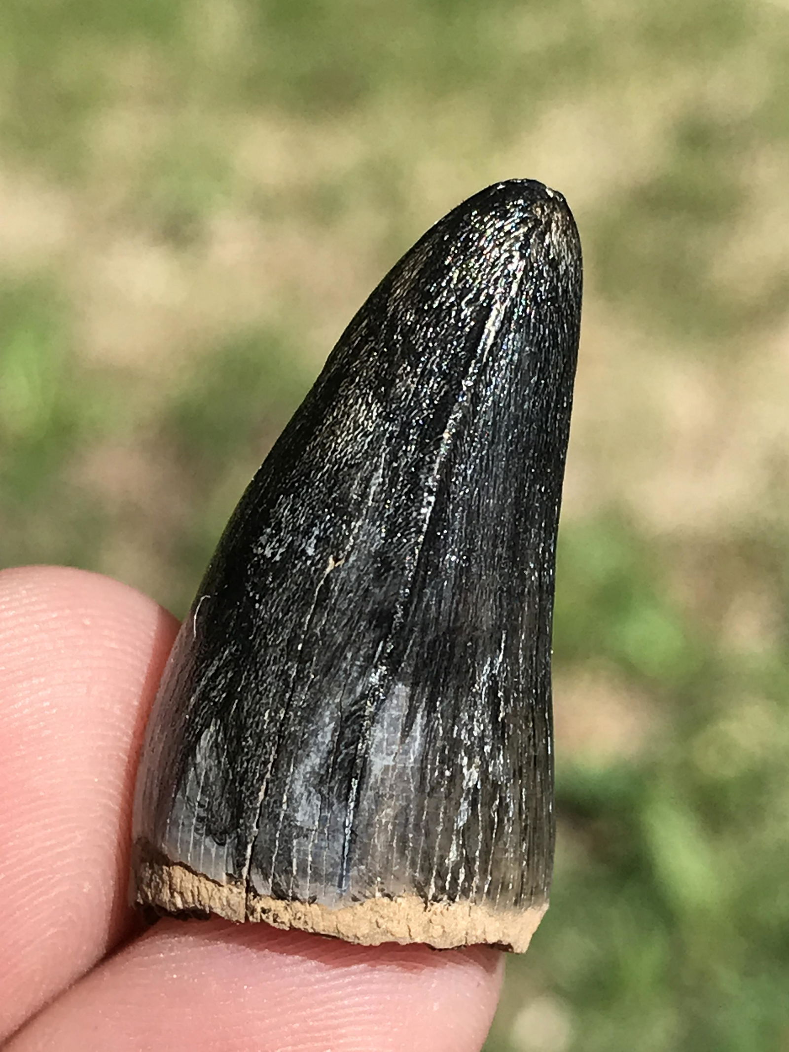 Alligator, Fossil, Natural, Collectible, Specimen, Tooth: Fossil Tooth Alligator Florida 1.25"