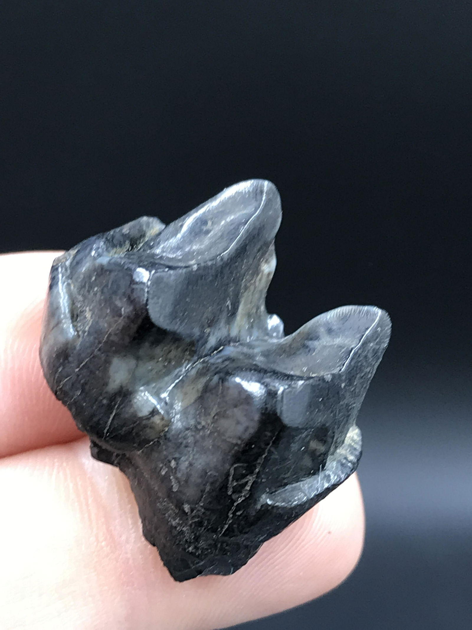 Tapir, Fossil, Natural, Collectible, Specimen, Tooth: Fossil Tooth Tapir Florida