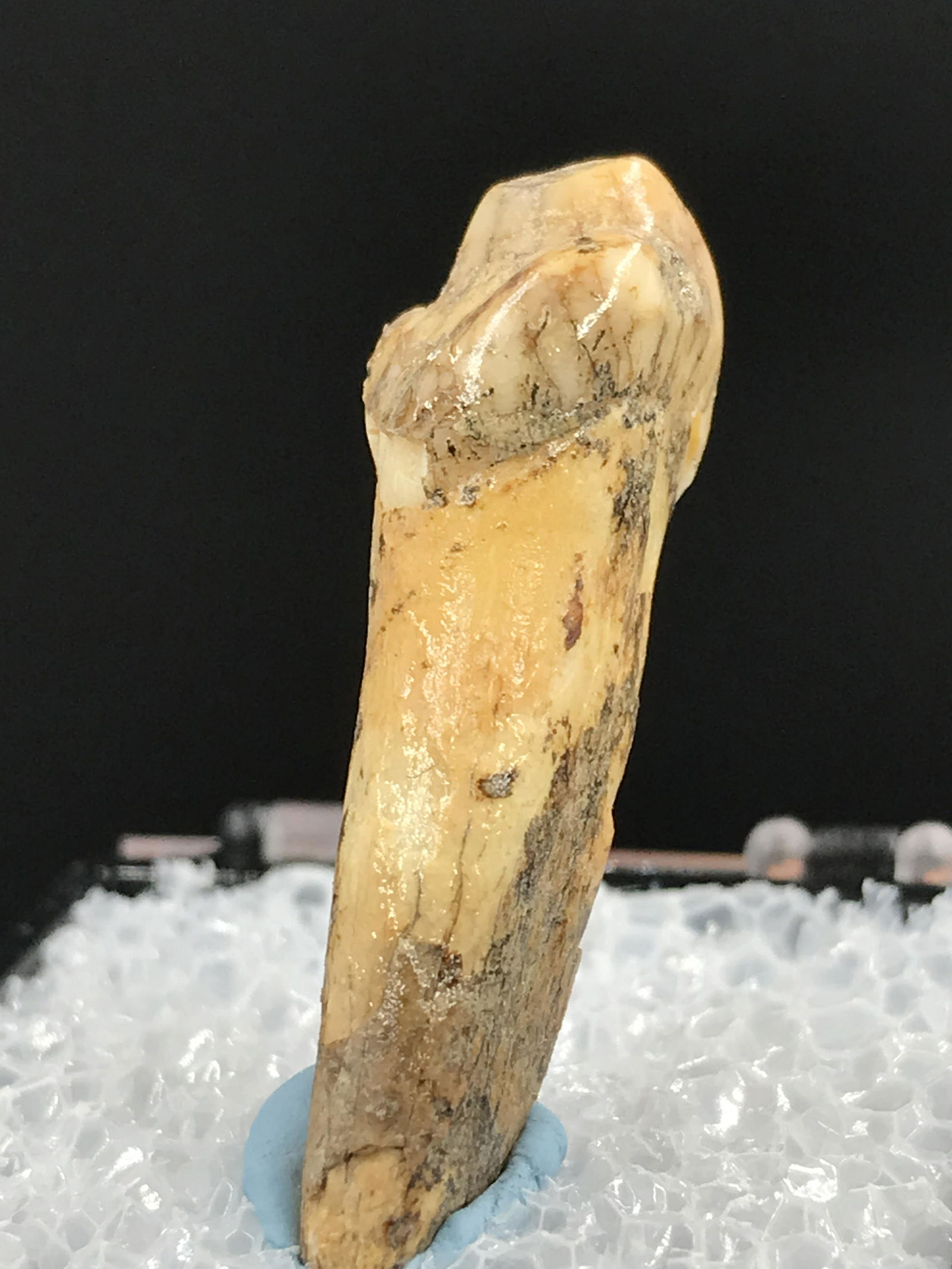 Cave Bear, Fossil, Natural, Collectible, Specimen, Tooth: Fossil Tooth Cave Bear