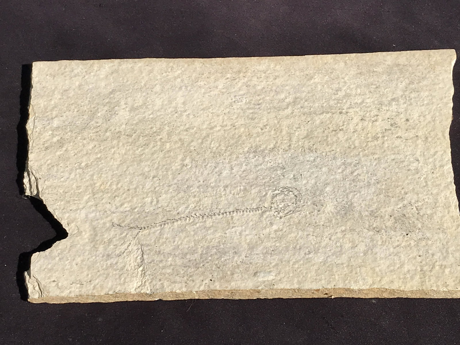 Fish, Fossil, Rock, Natural, Decor, Collectible, Specimen, Green River Formation, Unprepped: Fossil Fish (Unprepped) Knightia Eoceana Green River Formation