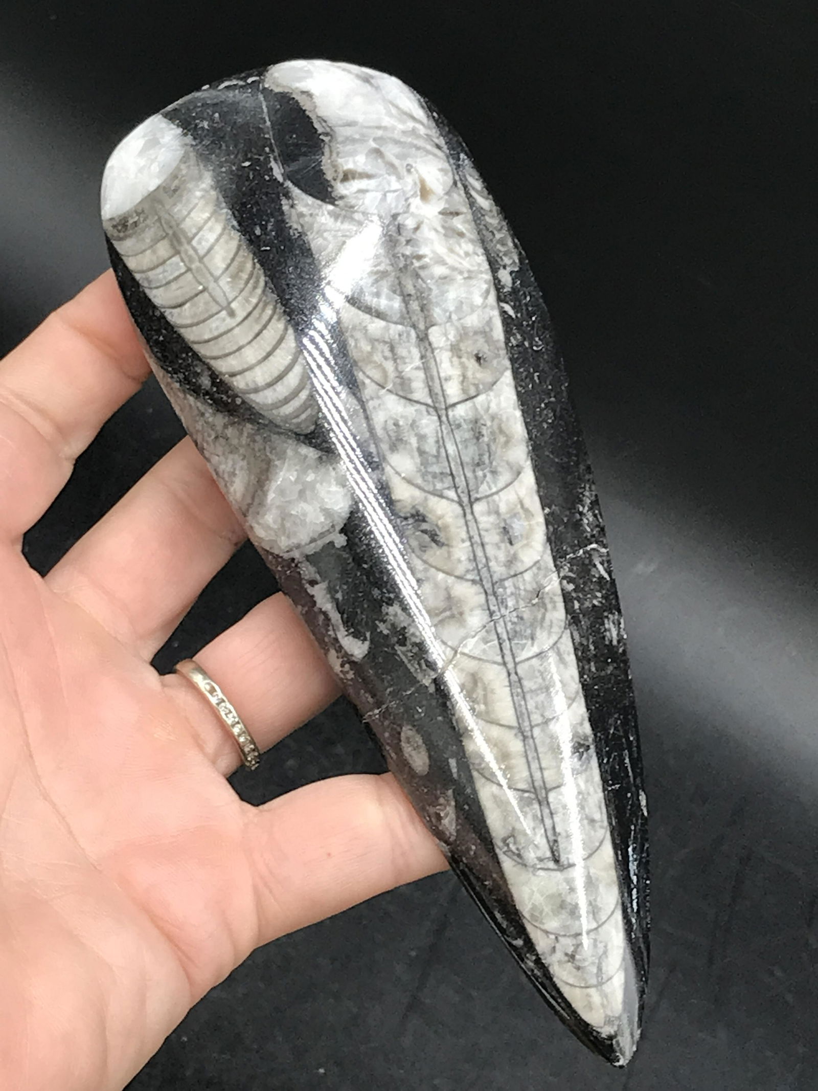 Orthoceras, Fossil, Rock, Natural, Decor, Collectible, Polished: Orthoceras Polished in Matrix