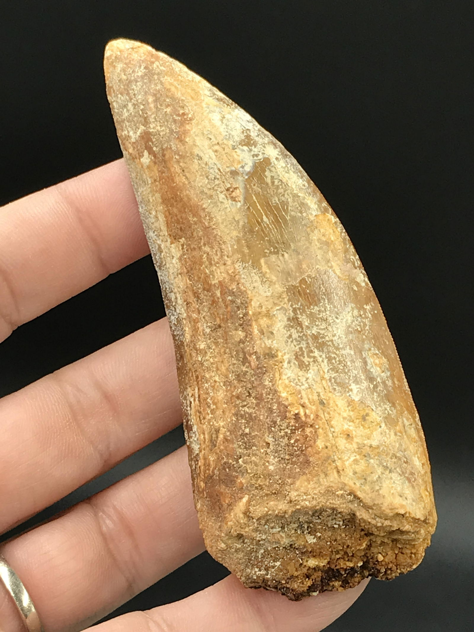 Dinosaur, Fossil, Natural, Collectible, Specimen, Tooth: Fossil Dinosaur Tooth Carcharodontosaurus Morocco 3.7"
