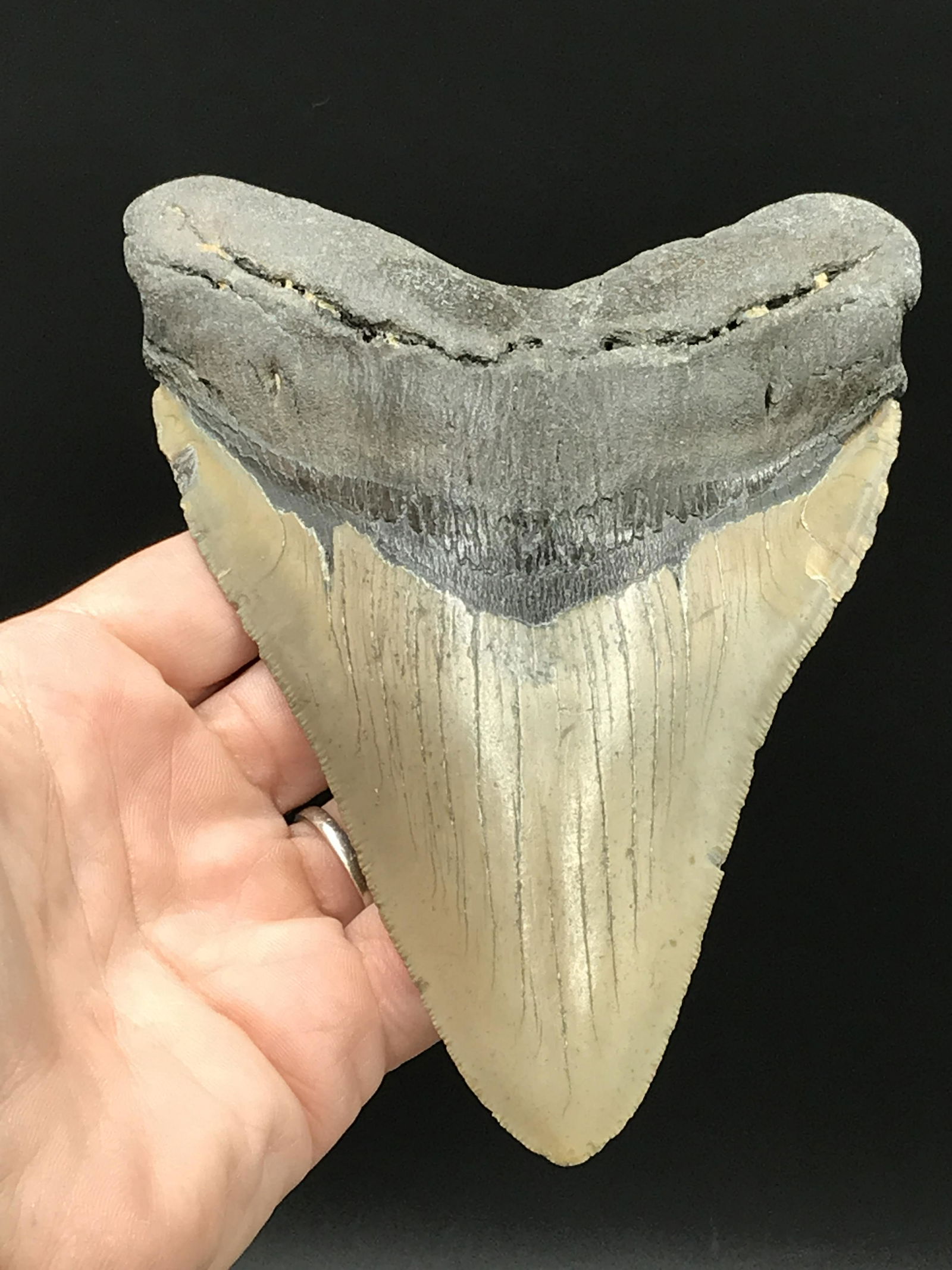 Shark, Fossil, Natural, Collectible, Specimen, Tooth, Megalodon: Fossil Shark Tooth Megalodon South Carolina 5.7"