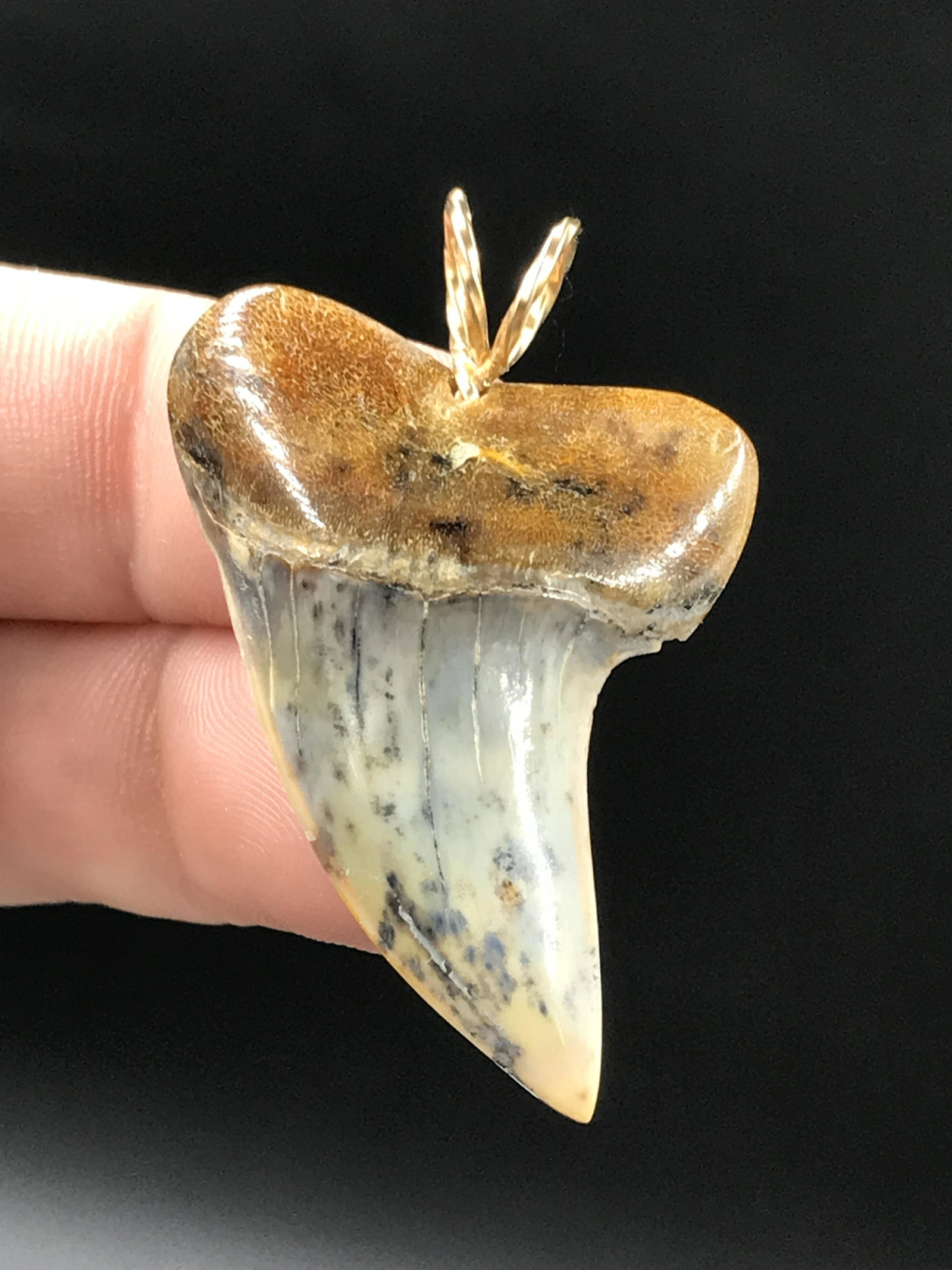 Rock, Crystal, Natural, Jewelry, Pendant, Shark, Tooth: Fossil Shark Tooth Pendant 1.65"