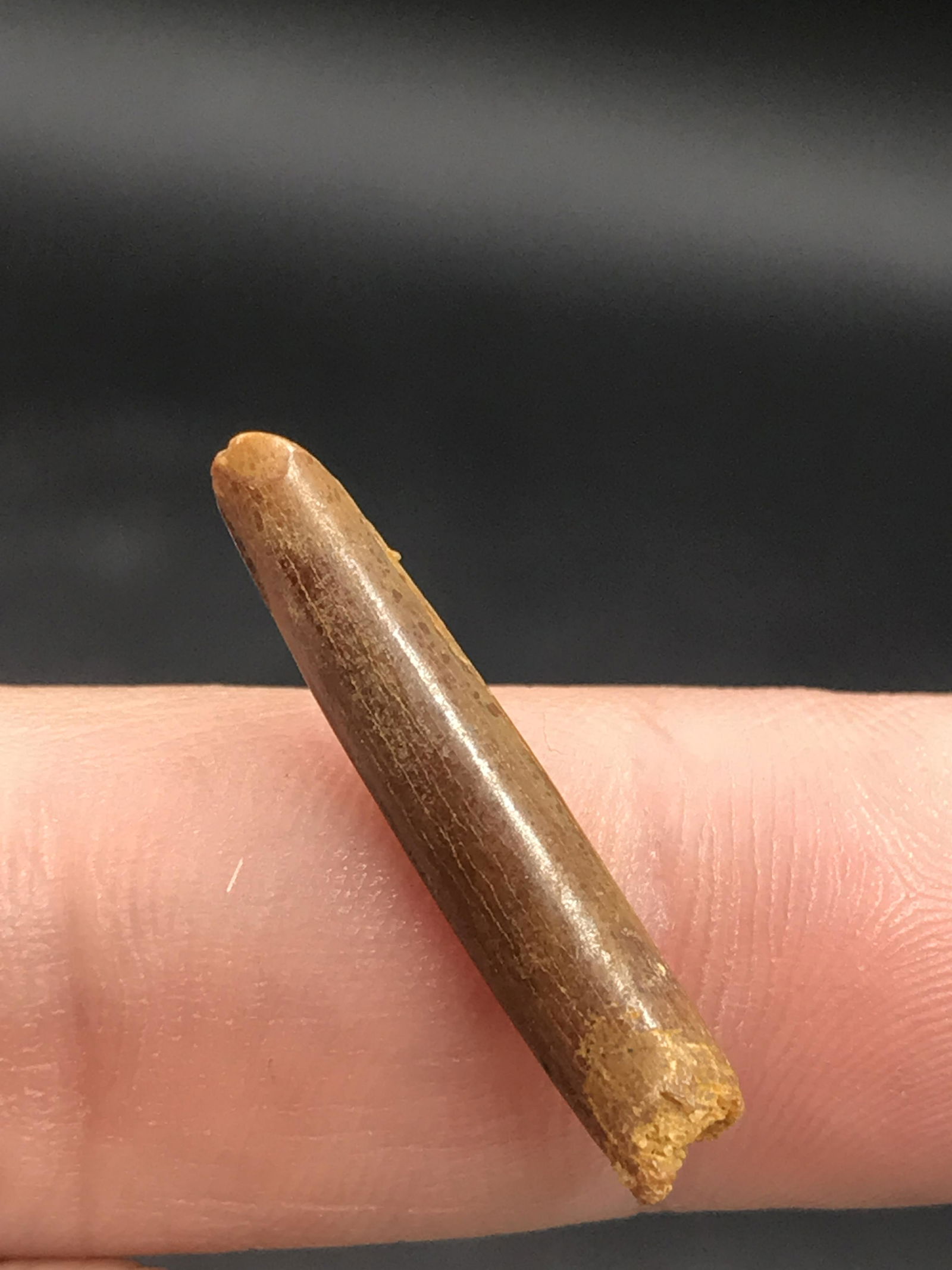 Dinosaur, Fossil, Natural, Collectible, Specimen, Tooth: Fossil Tooth Sauropod A+ Quality 1"