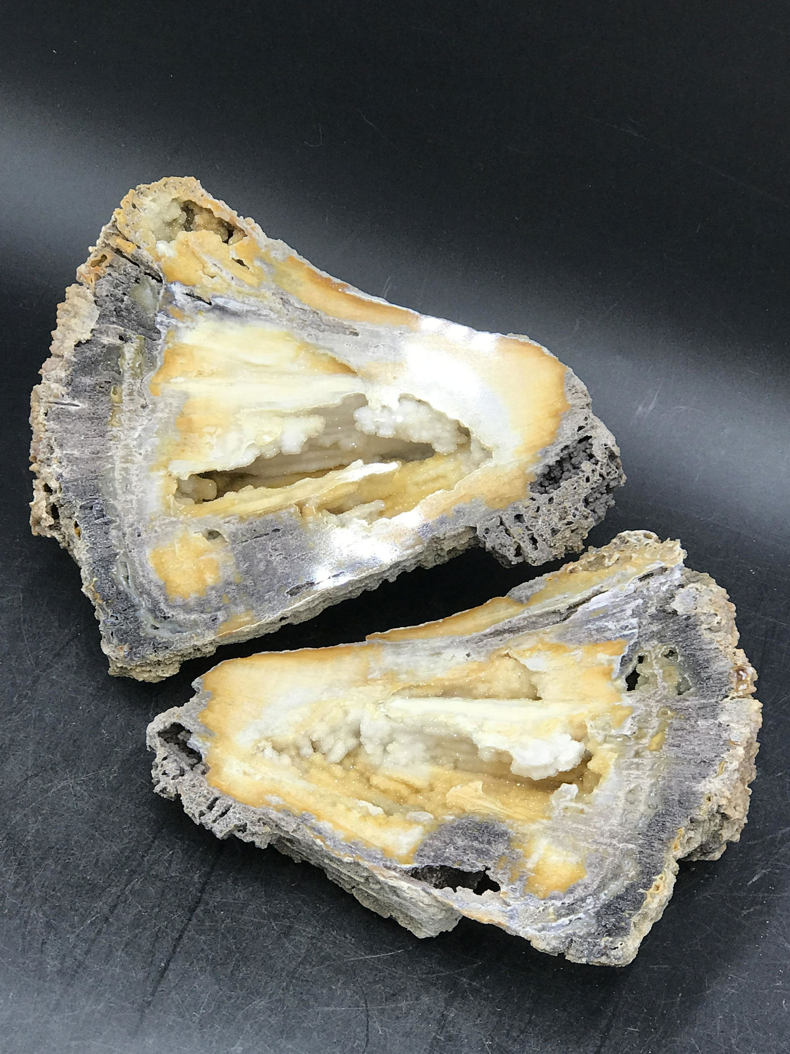 Coral, Fossil, Rock, Natural, Collectible, Split, Polished (1 of 3)