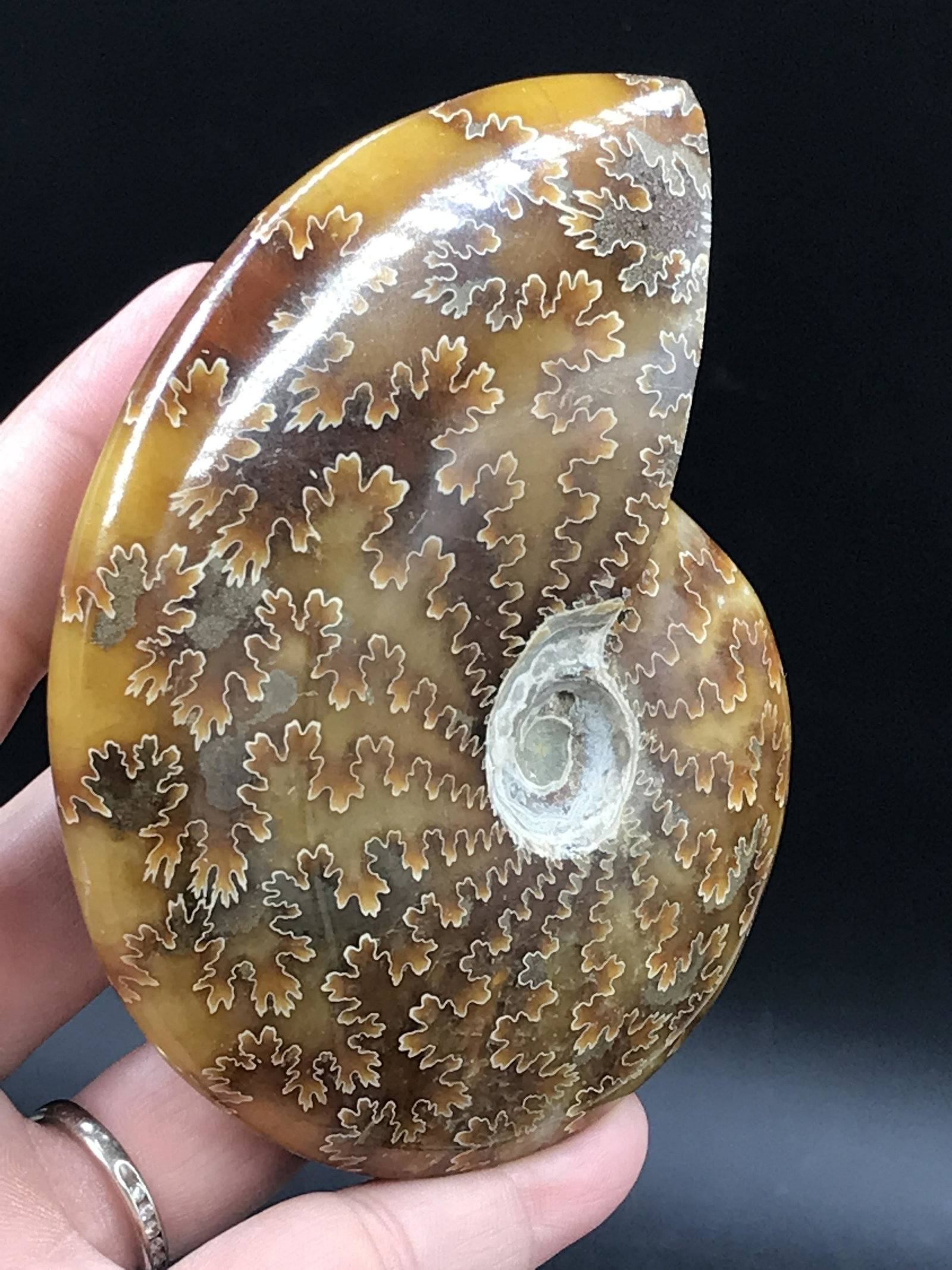 Ammonite, Fossil, Rock, Natural, Collectible, Specimen: Ammonite (Polished) Madagascar 4.1"