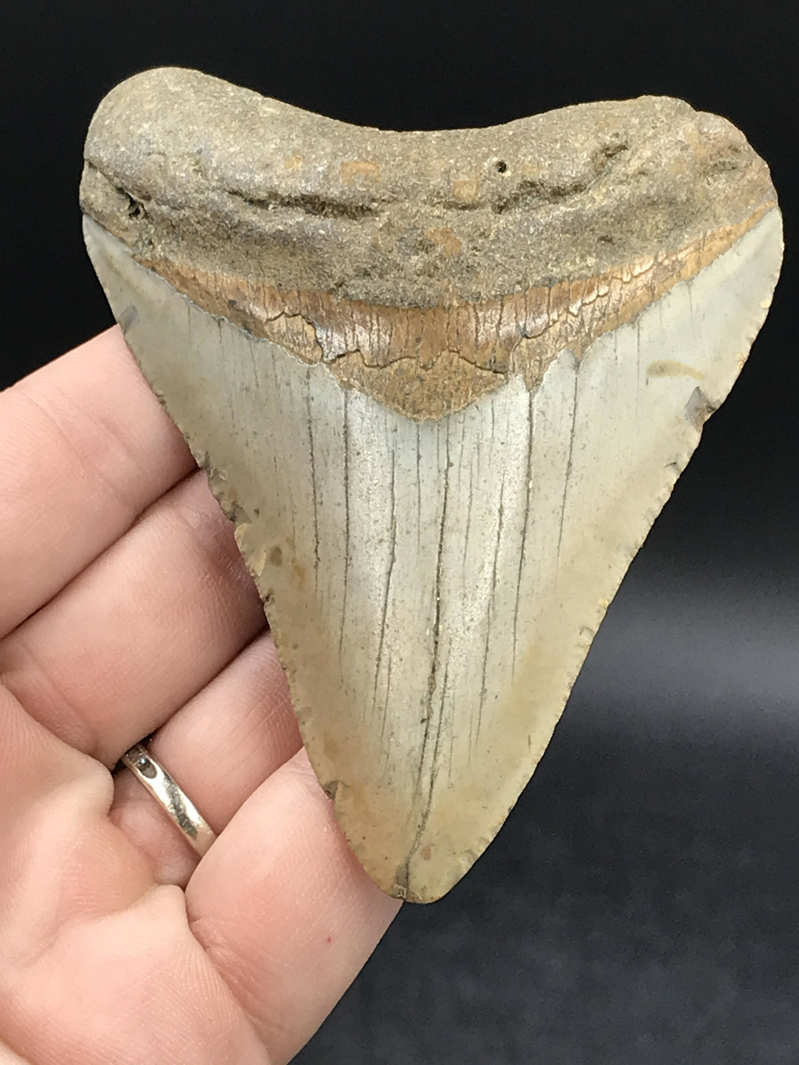 Shark, Fossil, Natural, Collectible, Specimen, Tooth, Megalodon: Fossil Shark Tooth Megalodon South Carolina 3.5"