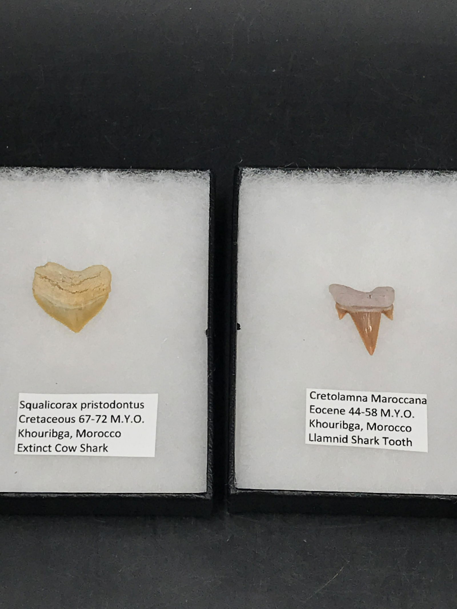 Shark, Fossil, Natural, Collectible, Specimen, Tooth: Fossil Shark Tooth 2 Specimen from Morocco: Cow Shark, Llamnid