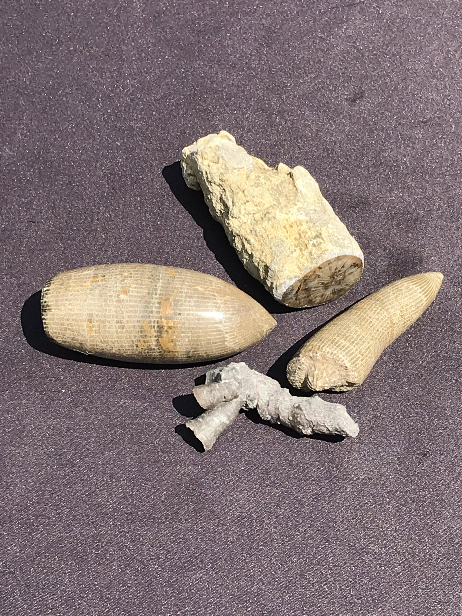 Coral, Ocean, Beach, Natural, Decor, Collectible, Specimen: Fossil Horn Coral Polished/Rough 10oz