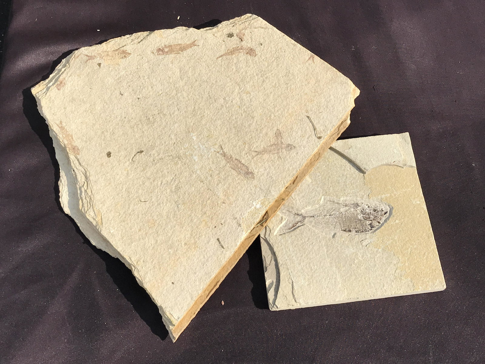Fish, Fossil, Rock, Natural, Decor, Collectible, Specimen, Green River Formation,: Fossil Fish 4" Diplomystus & Minnows Mortality Plate Green River Formation
