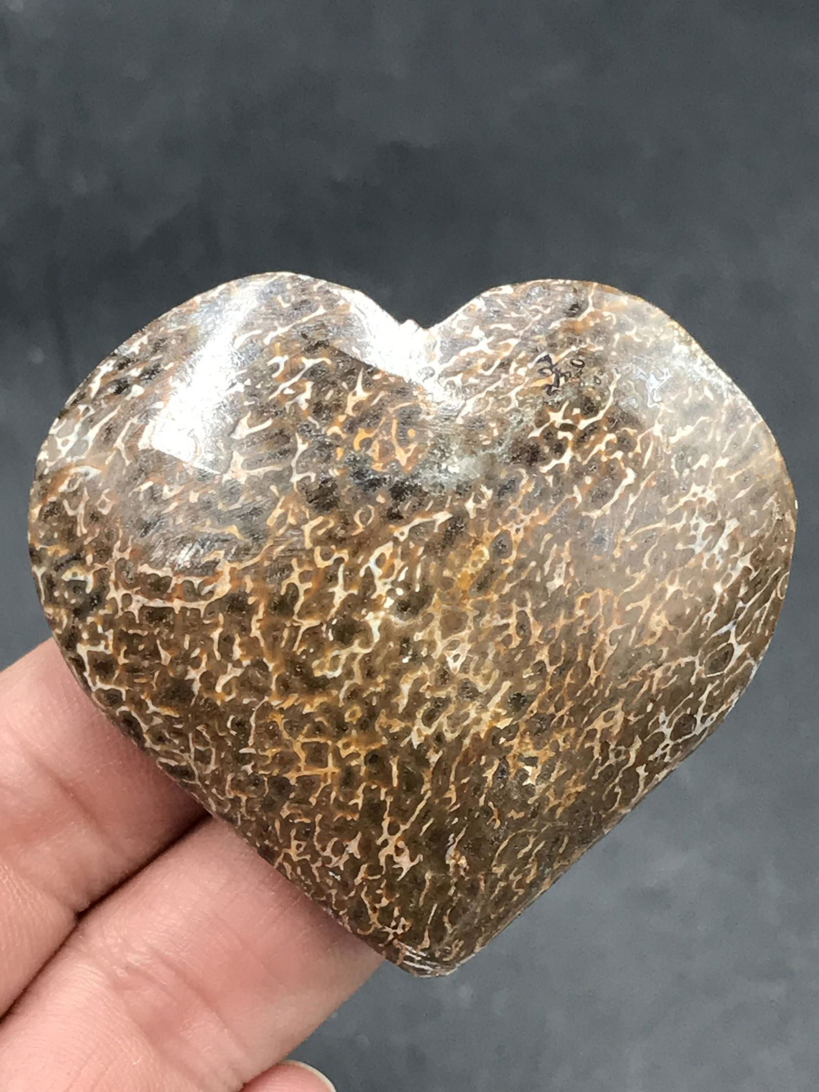 Rock, Crystal, Natural, Decor, Collectible, Carving, Heart, Dinosaur, Bone, Fossil: Fossil Dinosaur Bone Heart