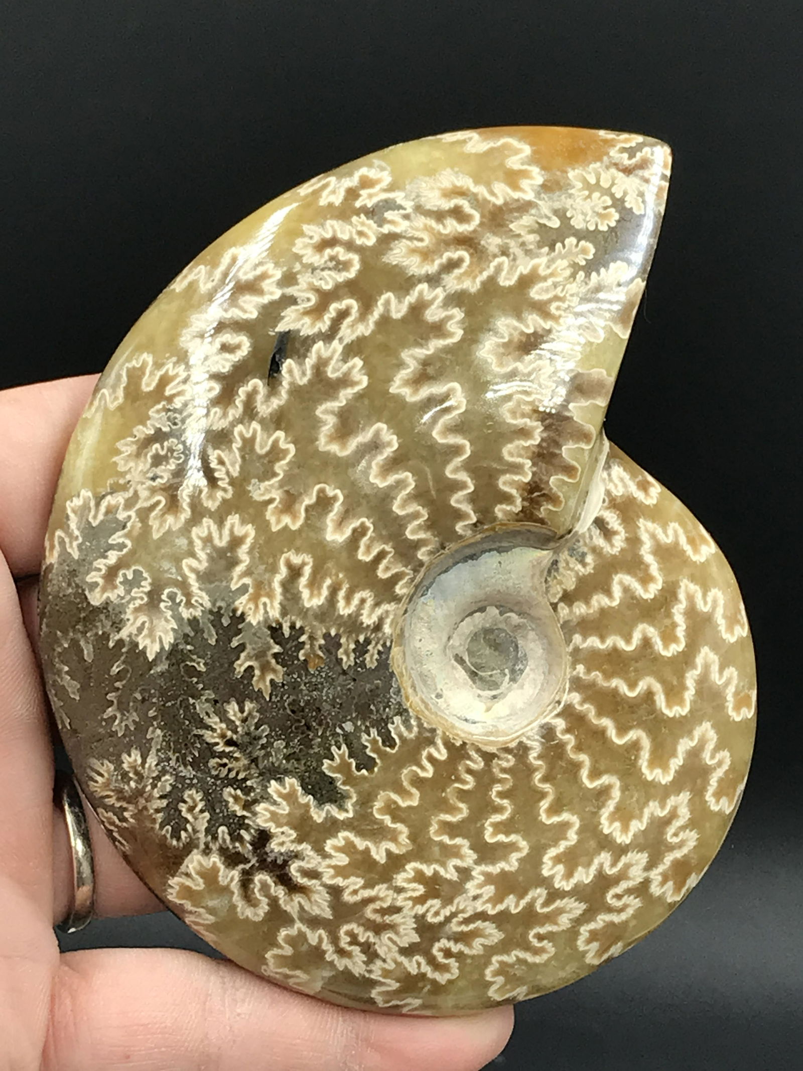 Ammonite, Fossil, Rock, Natural, Collectible, Specimen: Fossil Ammonite (Polished) 4.25"