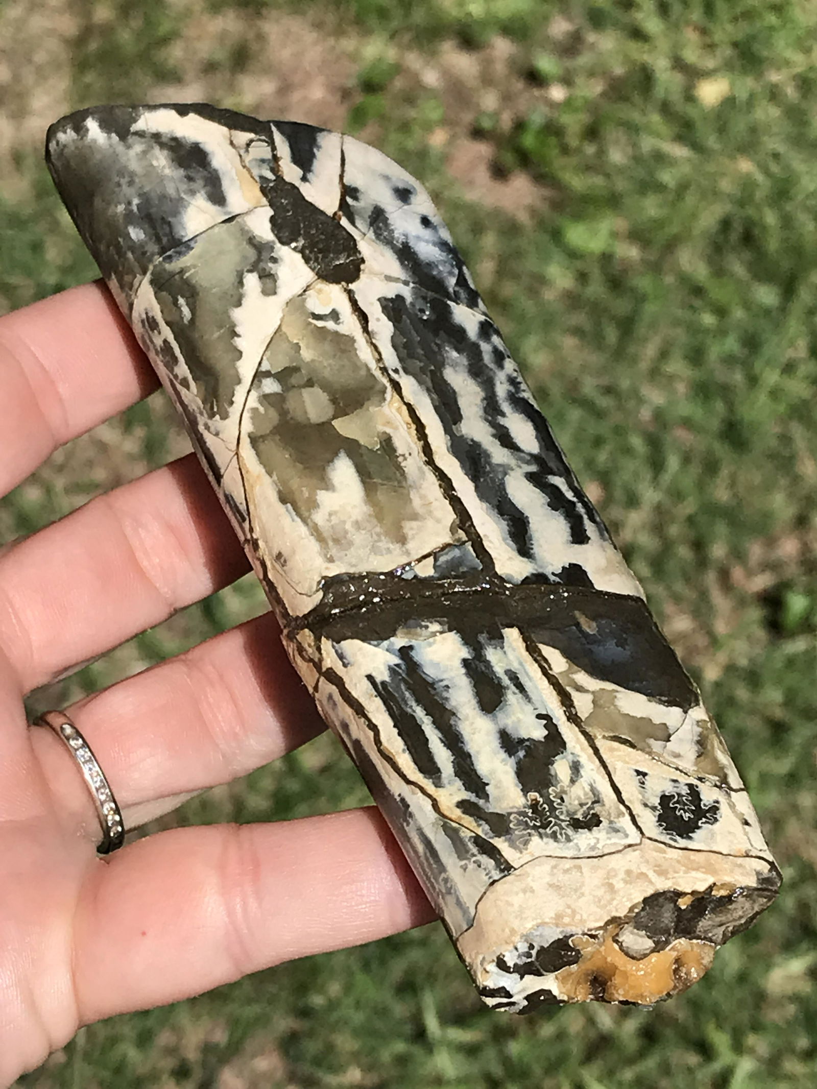 Baculite, Fossil, Rock, Natural, Decor, Collectible, Specimen,: Fossil Baculite (Polished) 5.7"