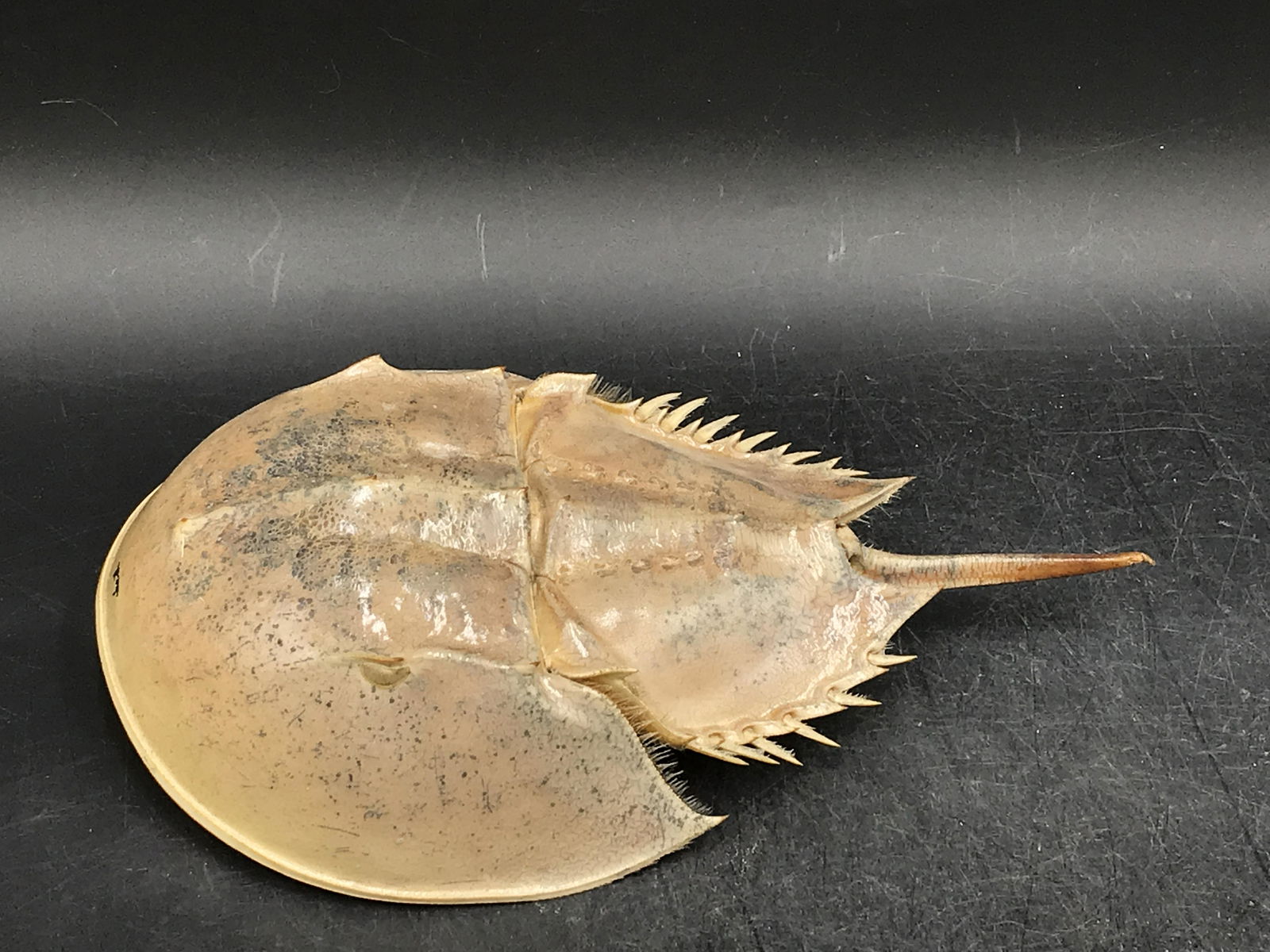 Crab, Fossil, Ocean, Beach, Natural, Decor, Collectible, Specimen: Horseshoe Crab