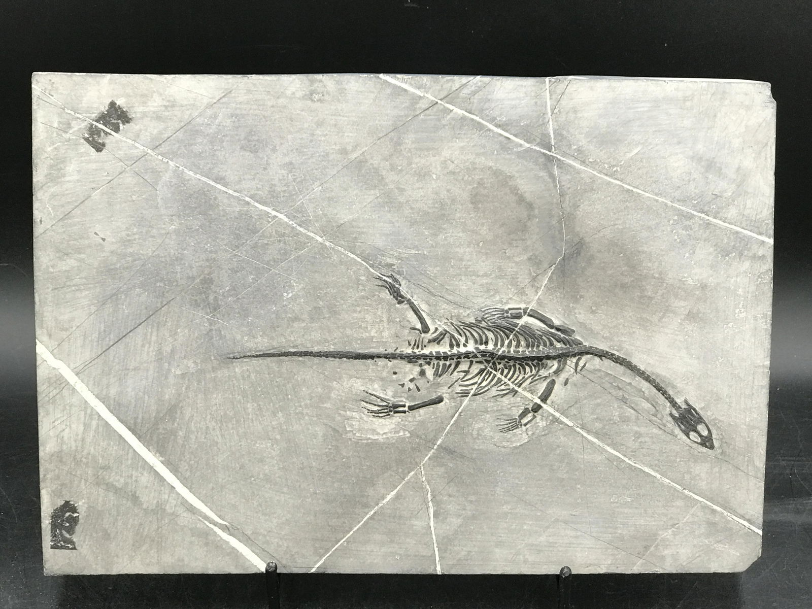 Reptile, Fossil, Natural, Collectible, Specimen, Skeleton: All Natural Fossil Keichiosaur China