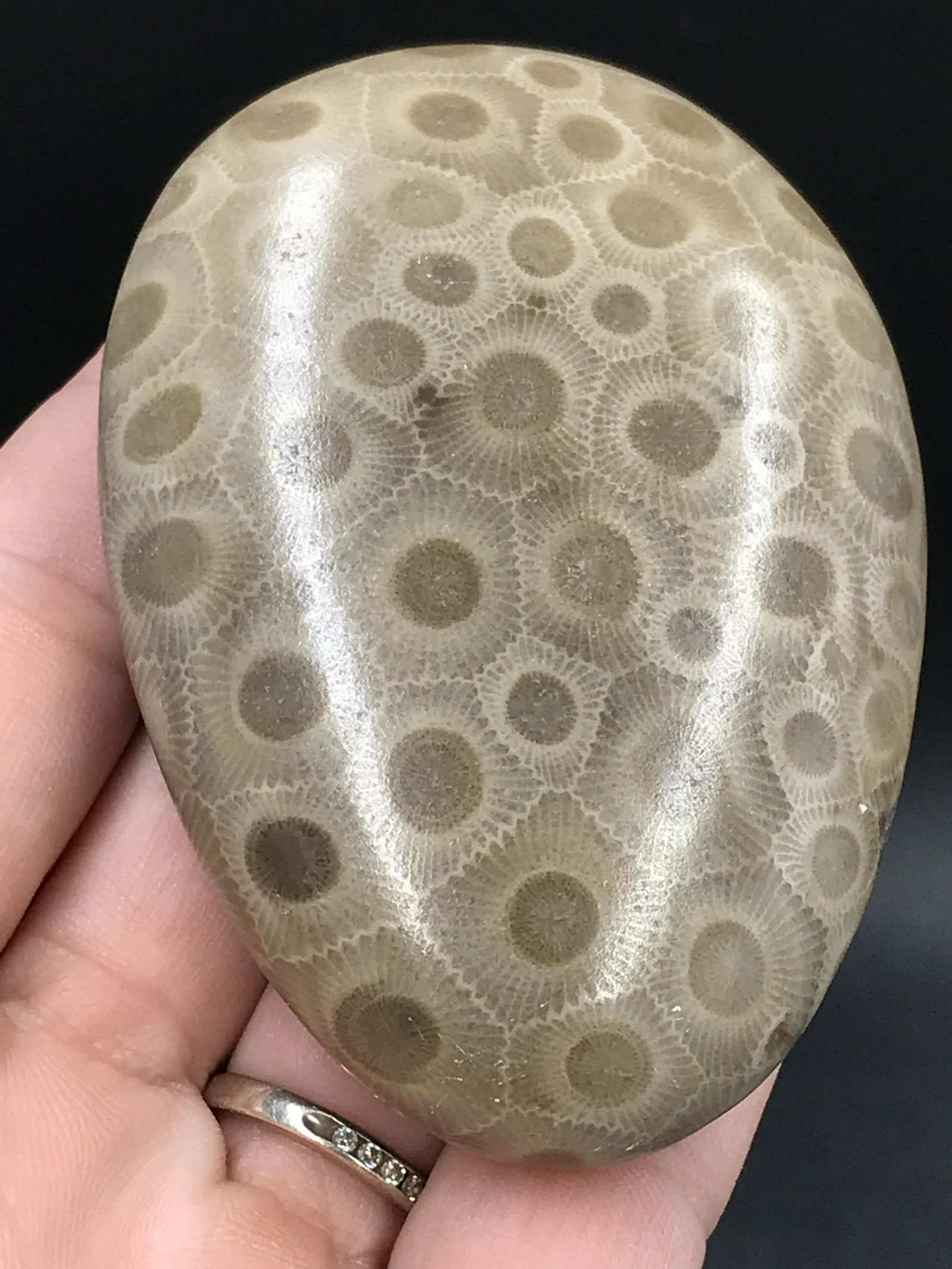 Coral, Fossil, Rock, Natural, Collectible, Specimen,: Petosky Stone (Fossil Coral) Polished Michigan 6oz