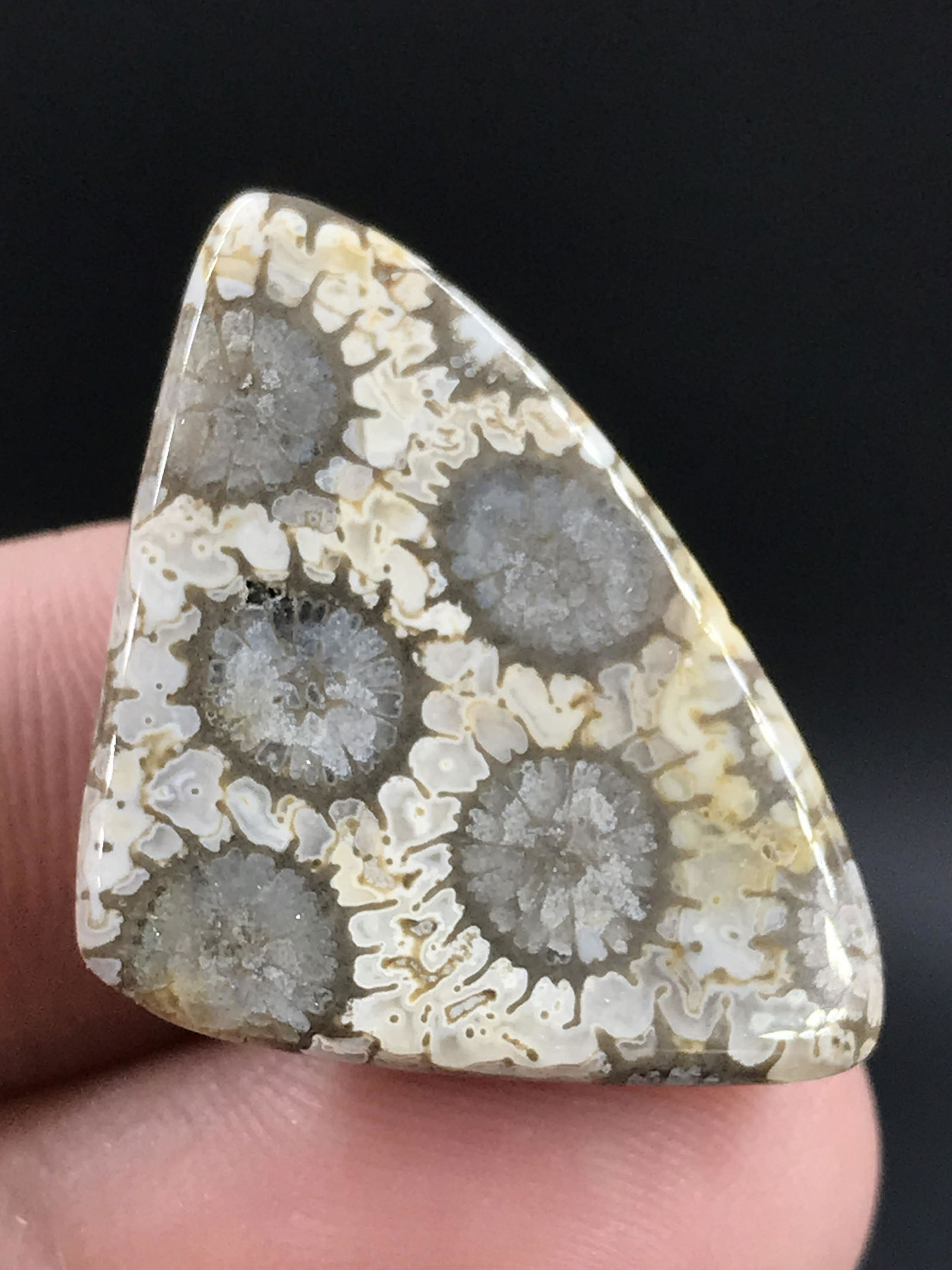 Crystal, Natural, Jewelry, Lapidary, Cabochon, Fossil, Coral: Fossil Coral Cabochon 20.38ct