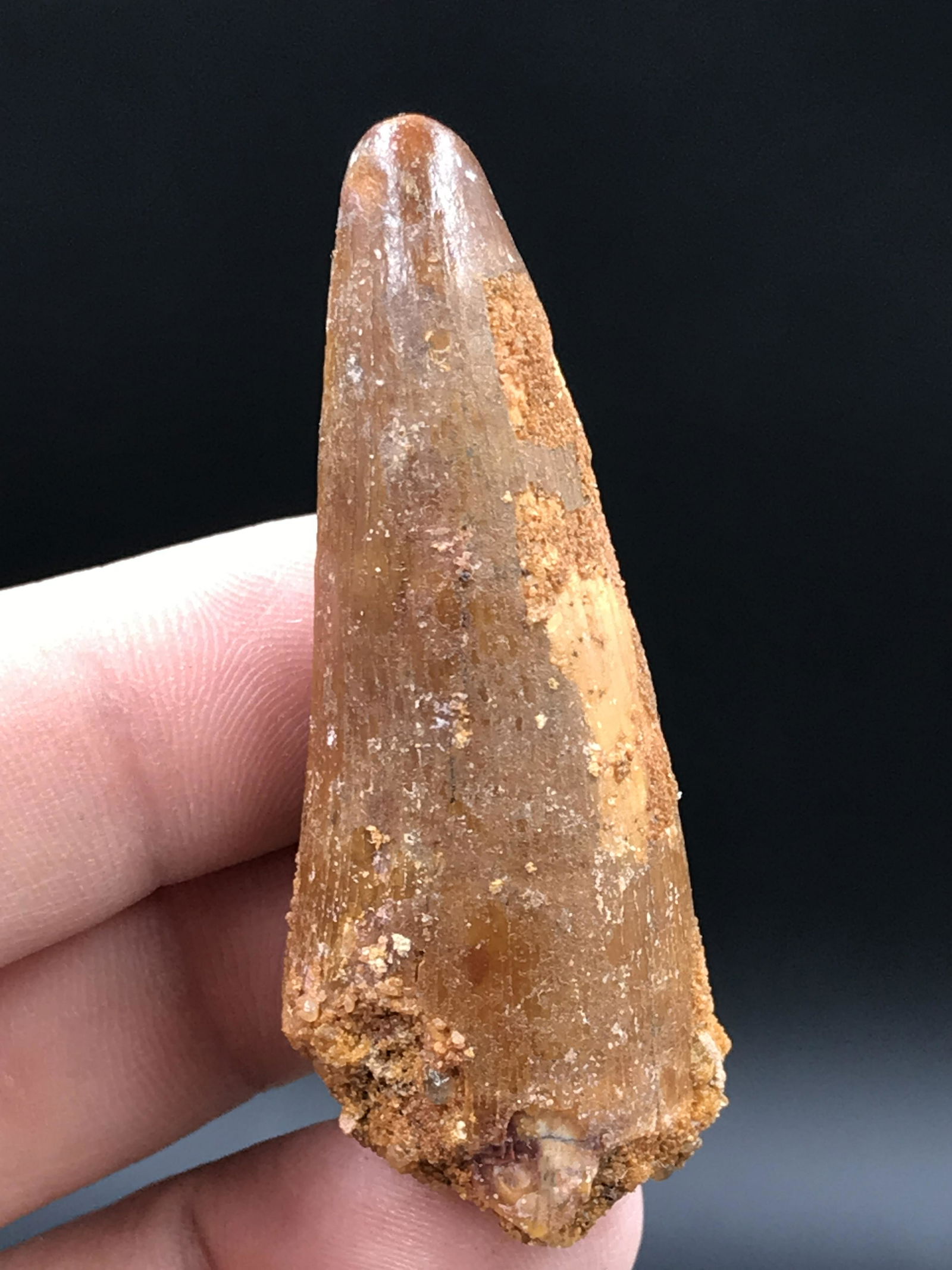 Dinosaur, Fossil, Natural, Collectible, Specimen, Tooth: Fossil Dinosaur Tooth Spinosaur Morocco 2"