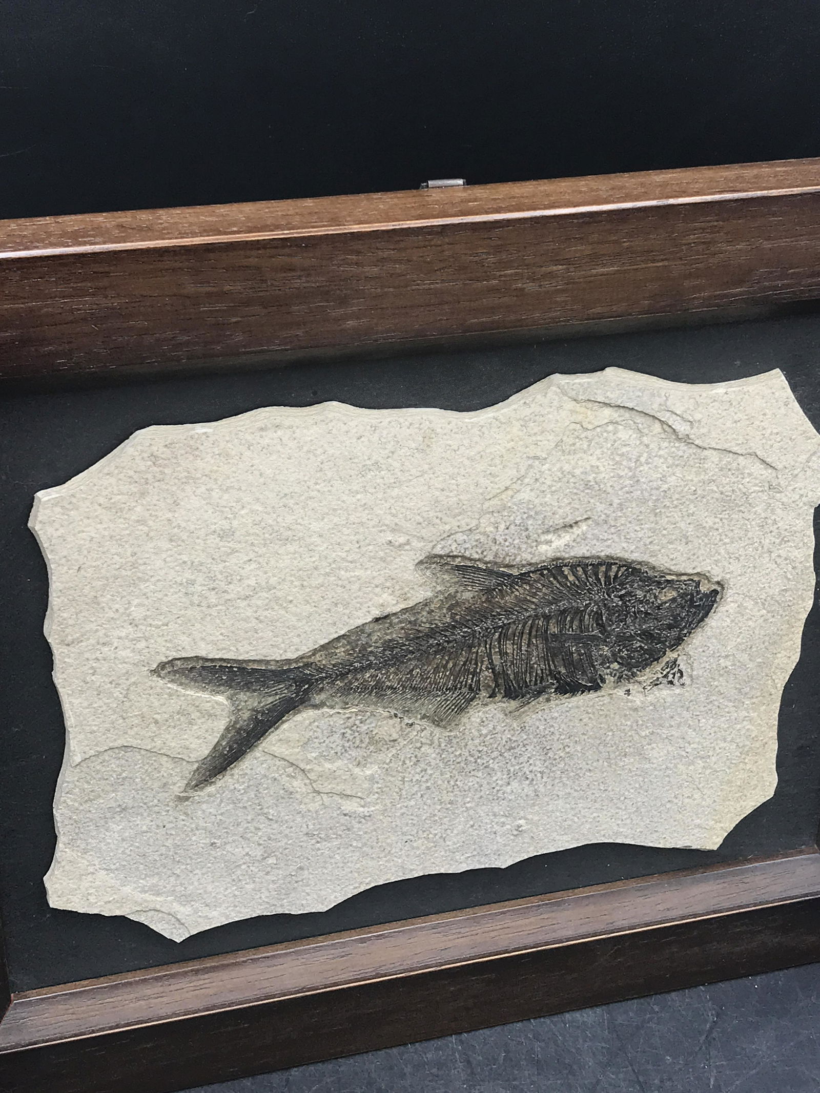 Fish, Fossil, Rock, Natural, Decor, Collectible, Specimen, Green River Formation, Framed (1 of 4)